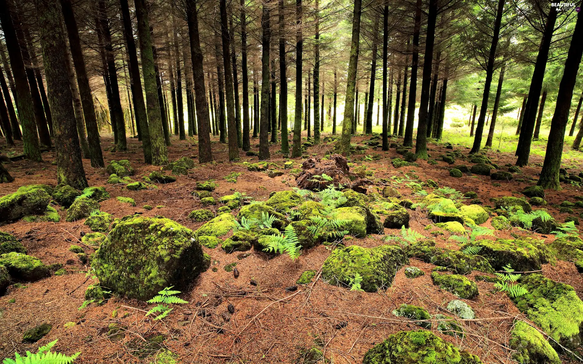 Softwood, Stones, trees, viewes, forest