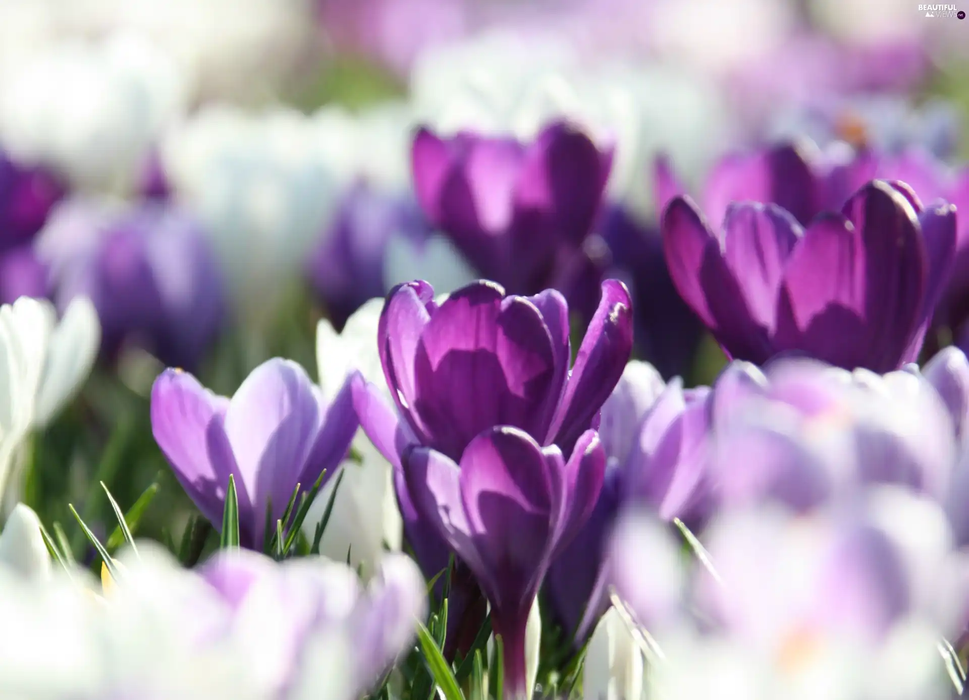 Spring, purple, crocuses