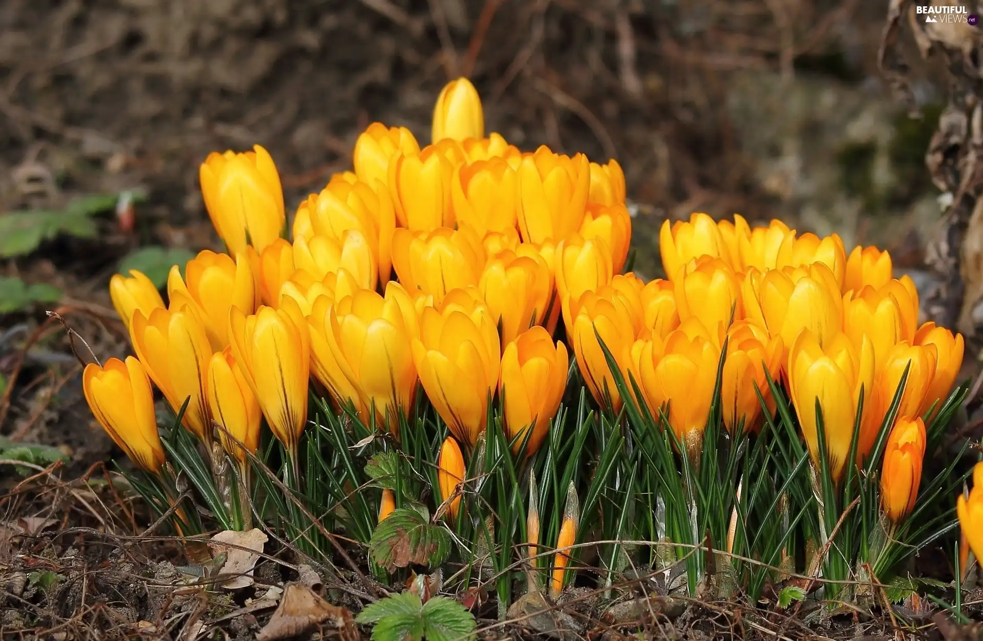 Spring, Yellow, crocuses