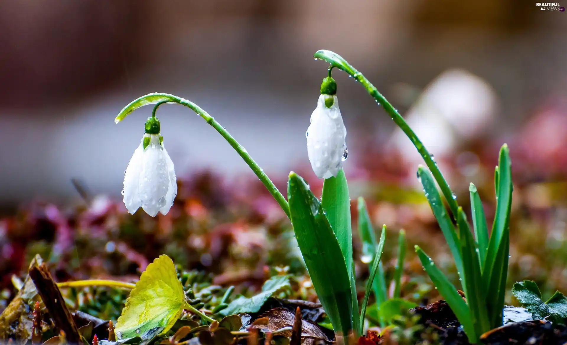 snowdrops, Spring