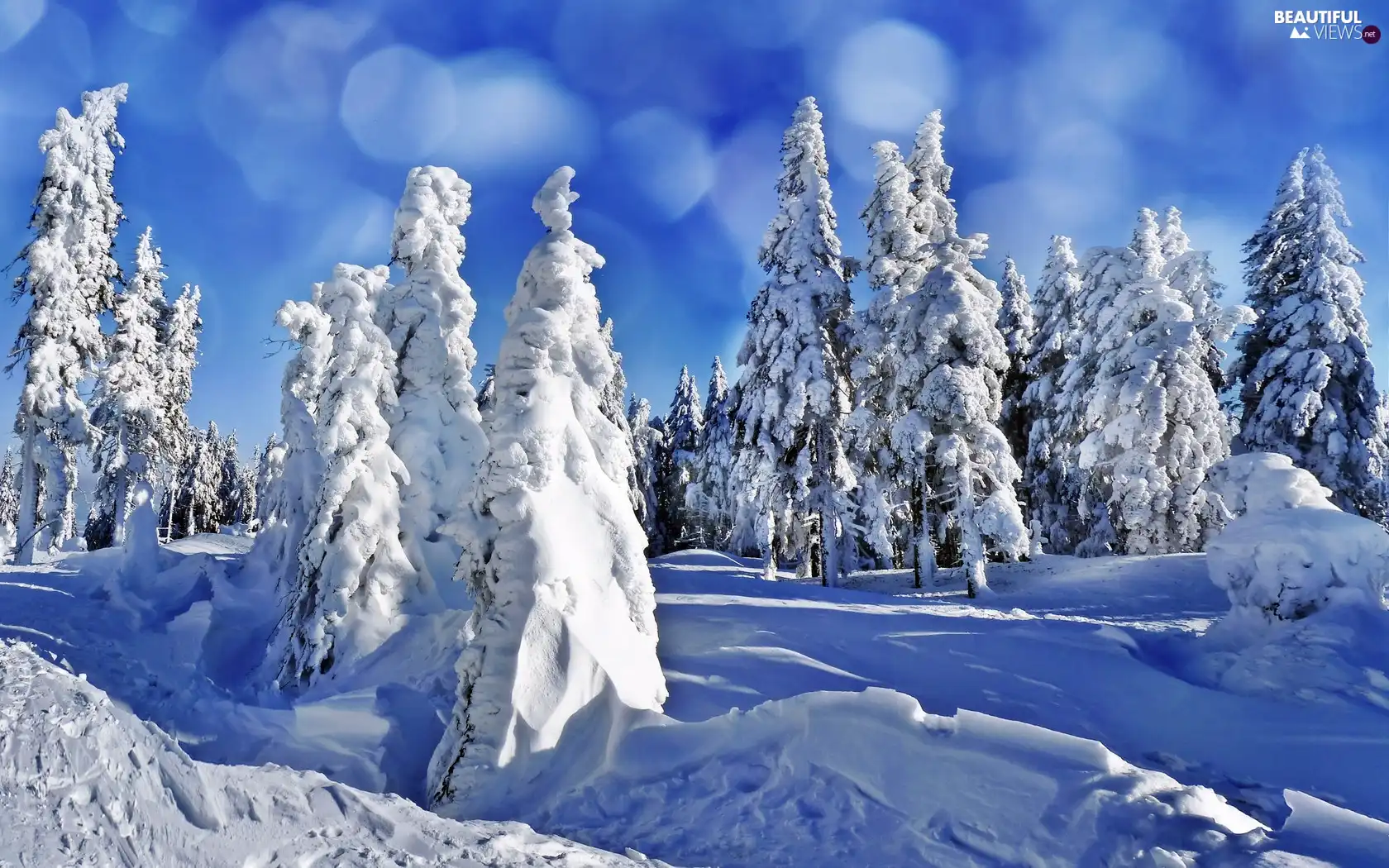 winter, Snowy, Spruces, forest