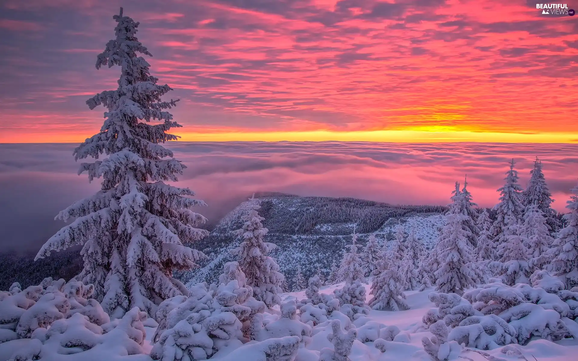 Mountains, Spruces, winter, snow, Sunrise