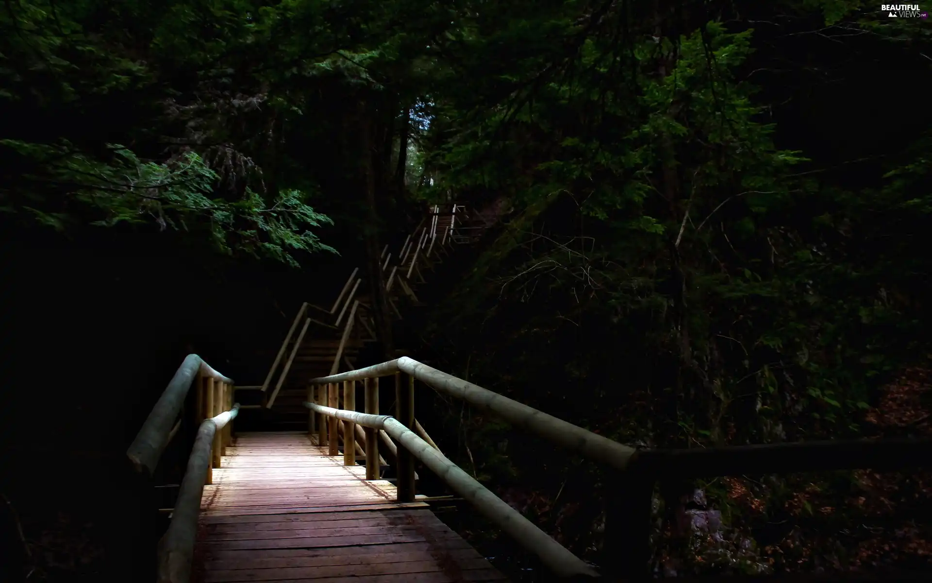 Stairs, dark, forest