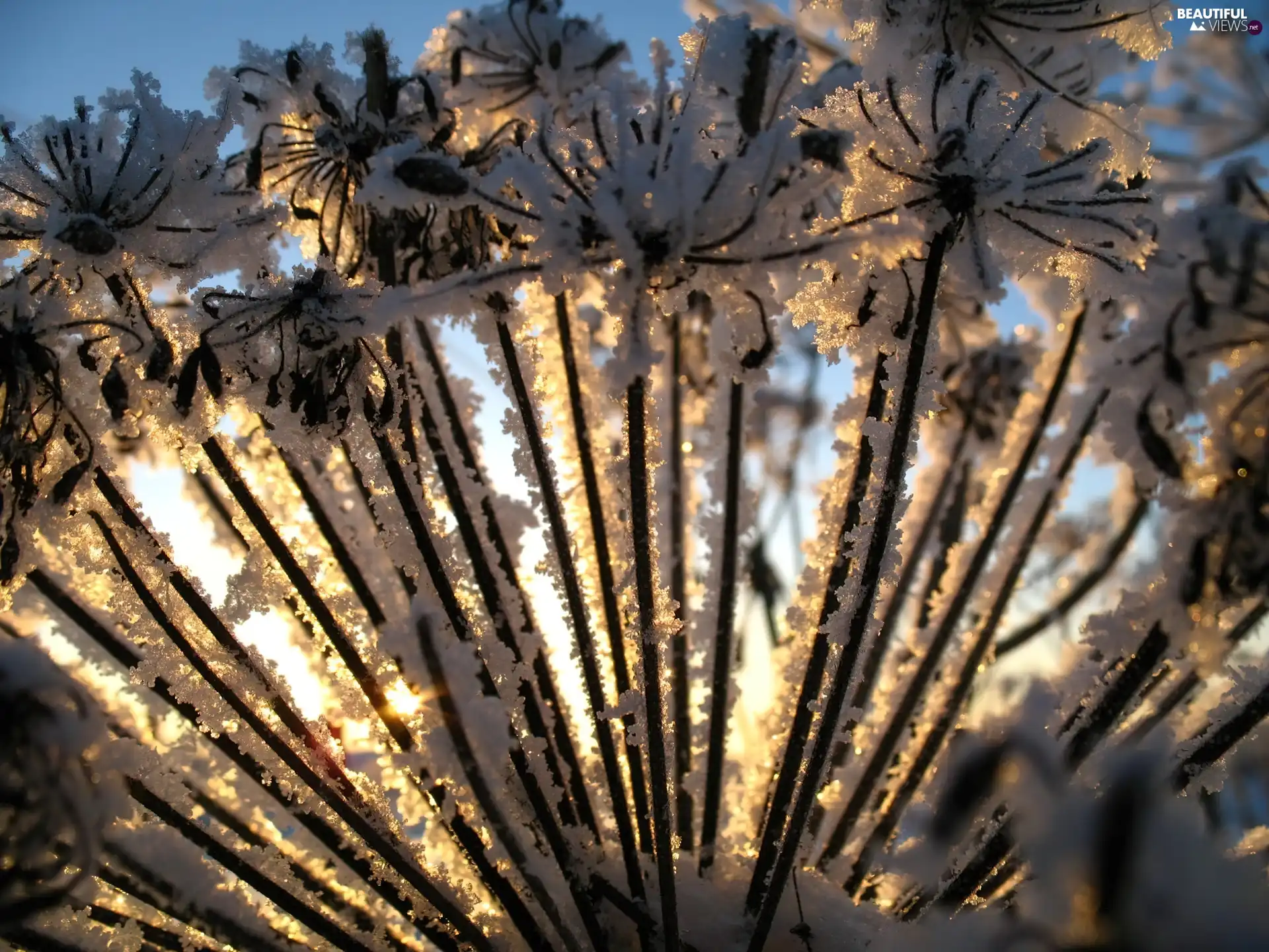 frozen, bunch, stalks, plant