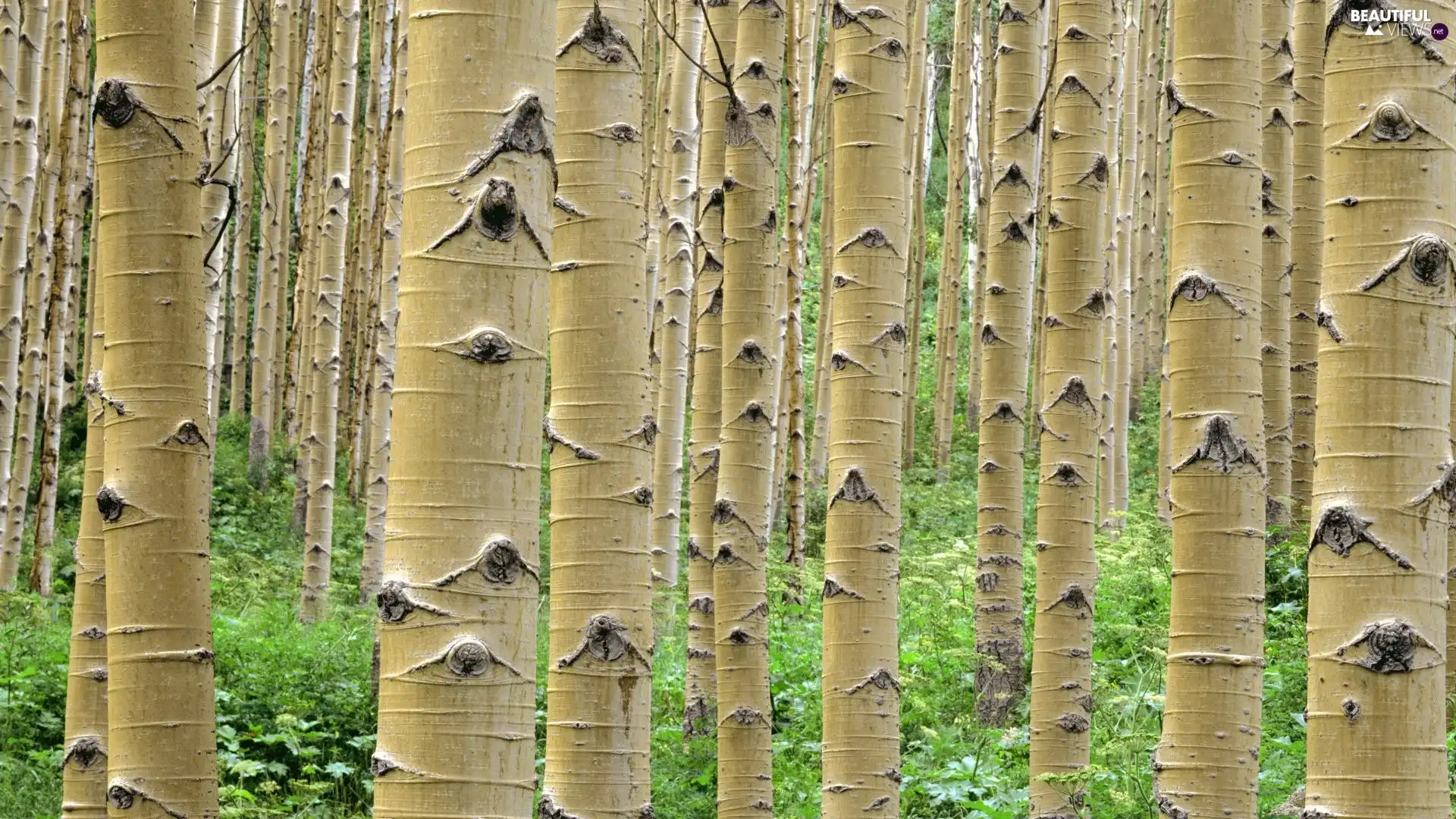 forest, viewes, Stems, trees