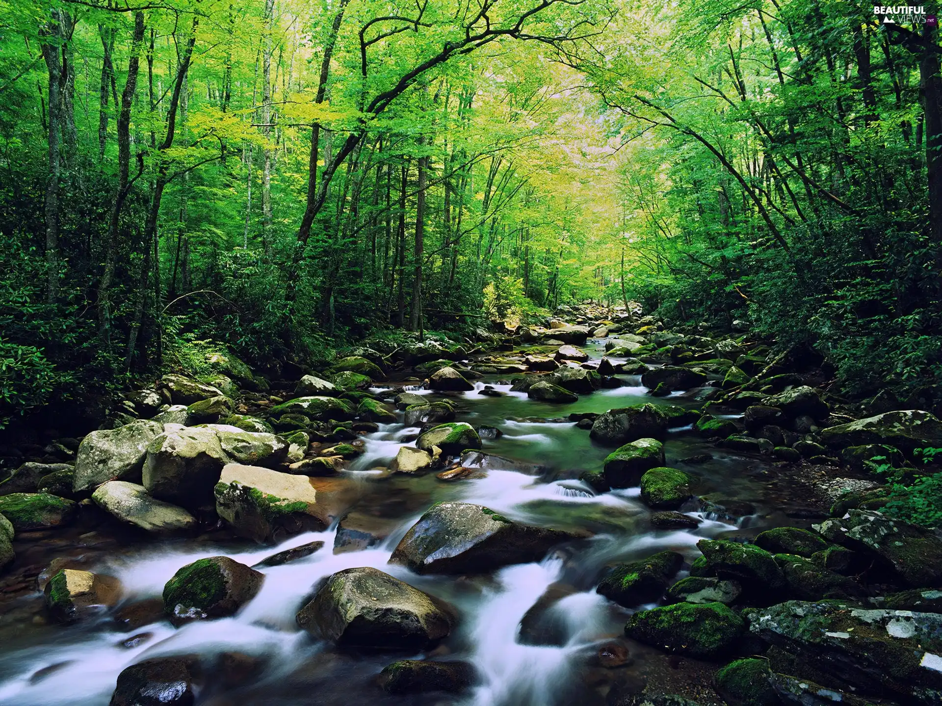 Stones, forest, brook