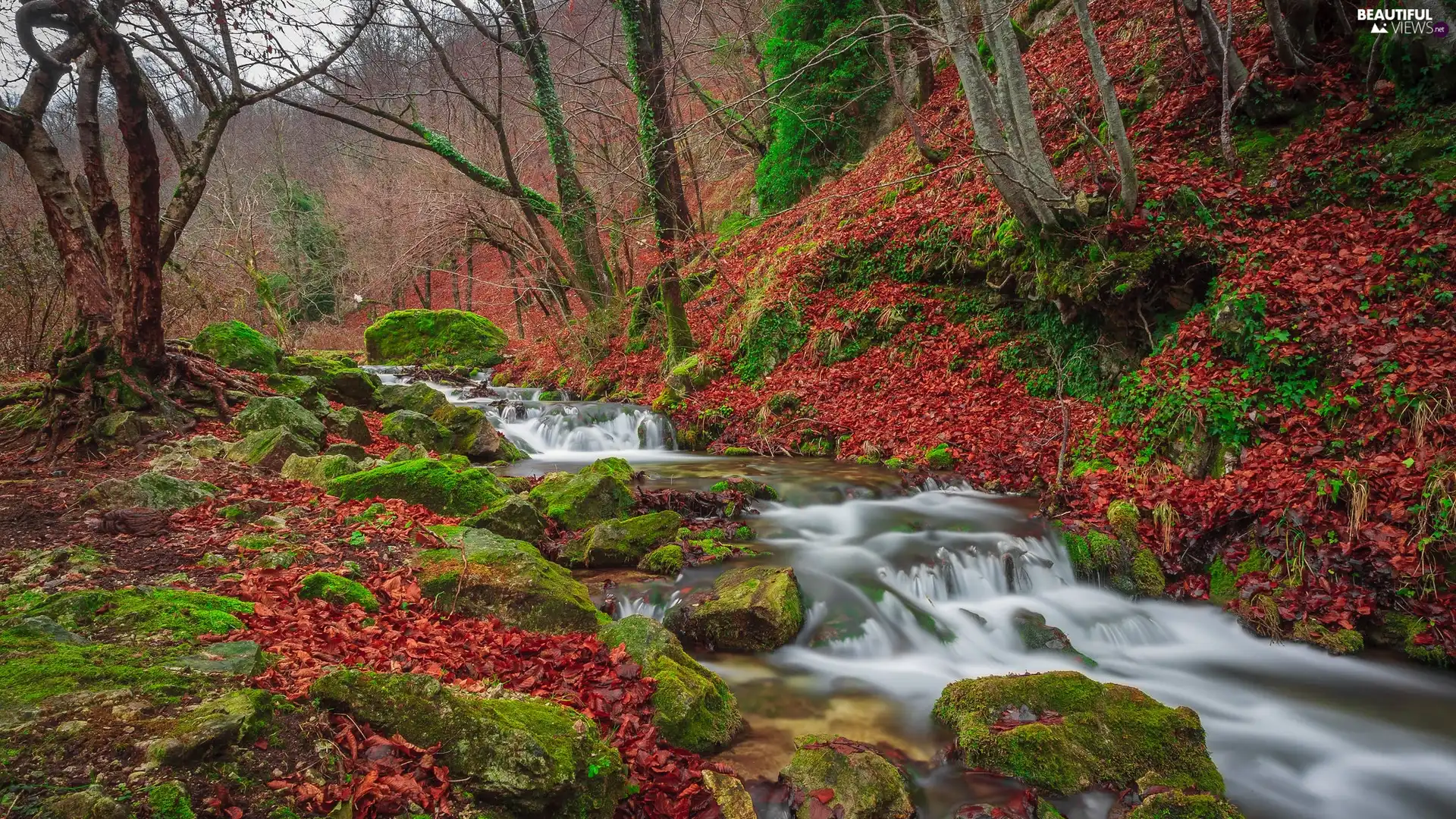 mossy, Stones, forest, River, autumn