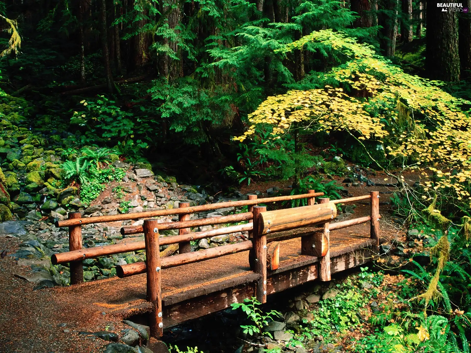 forest, bridges, Stones, wooden