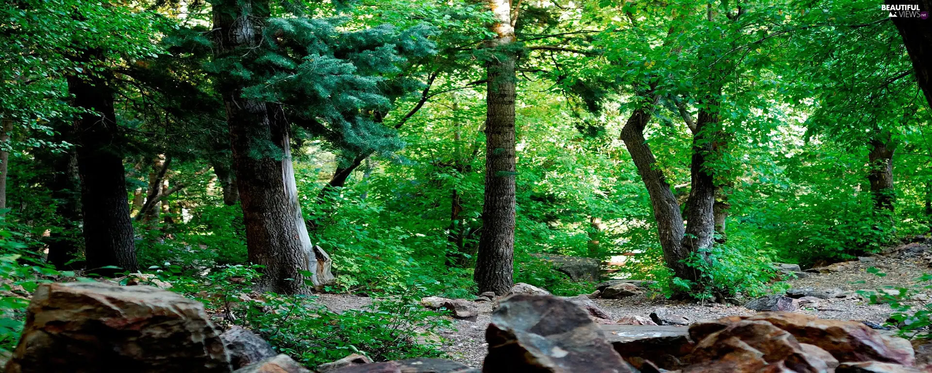 Stones, Green, forest