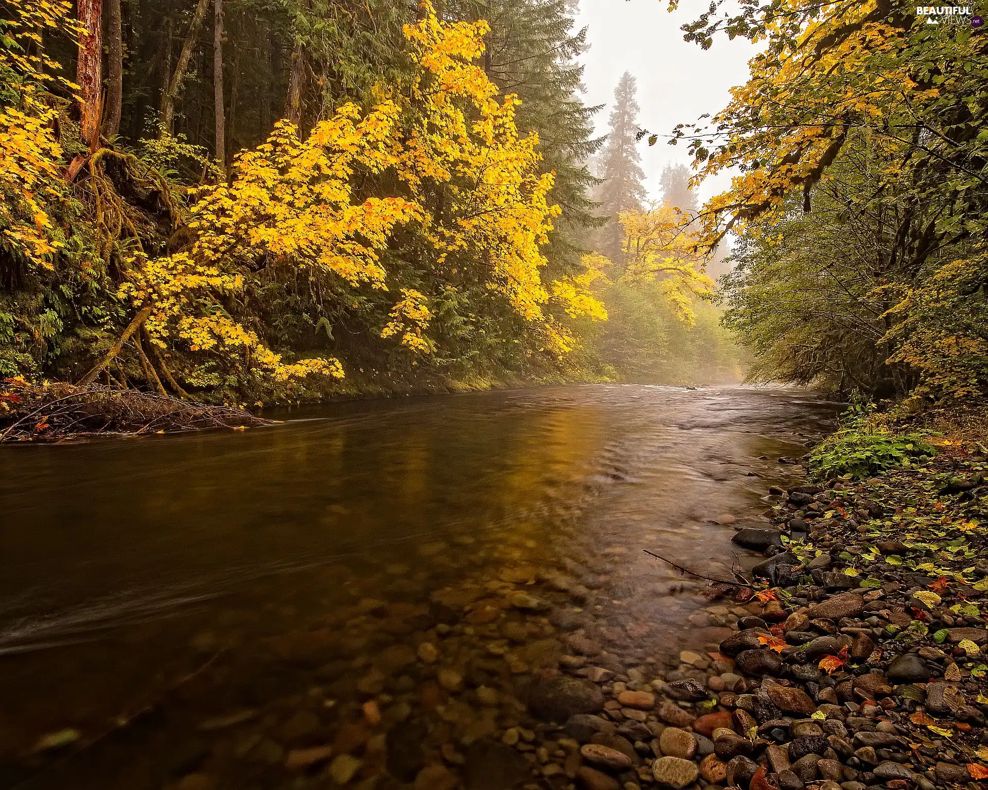 Stones, River, forest