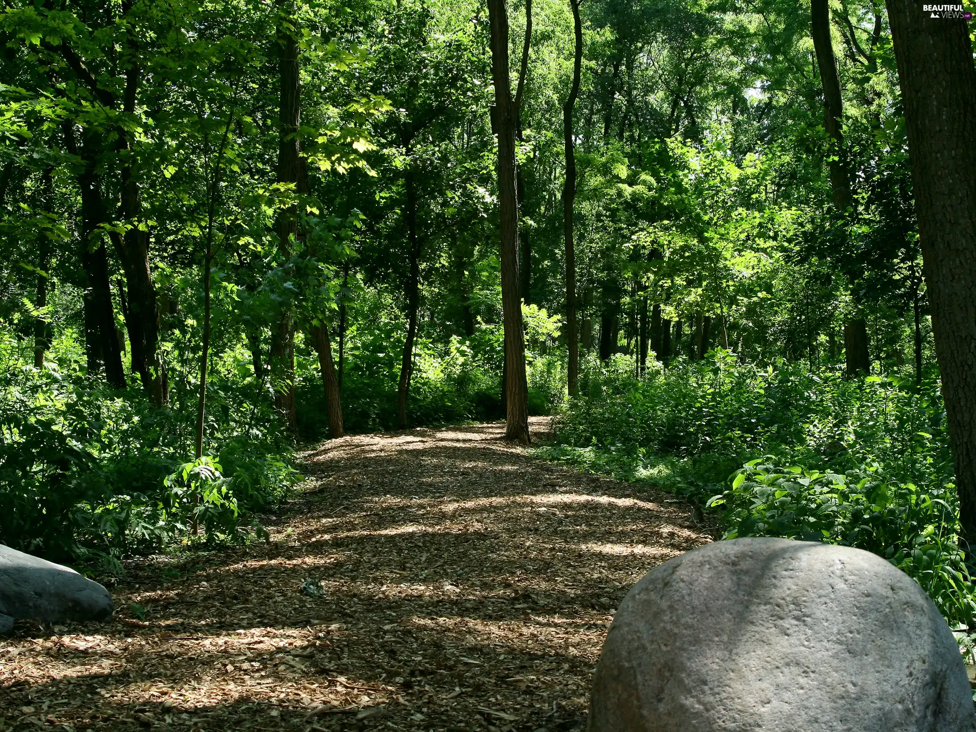 Stones, forest, Path