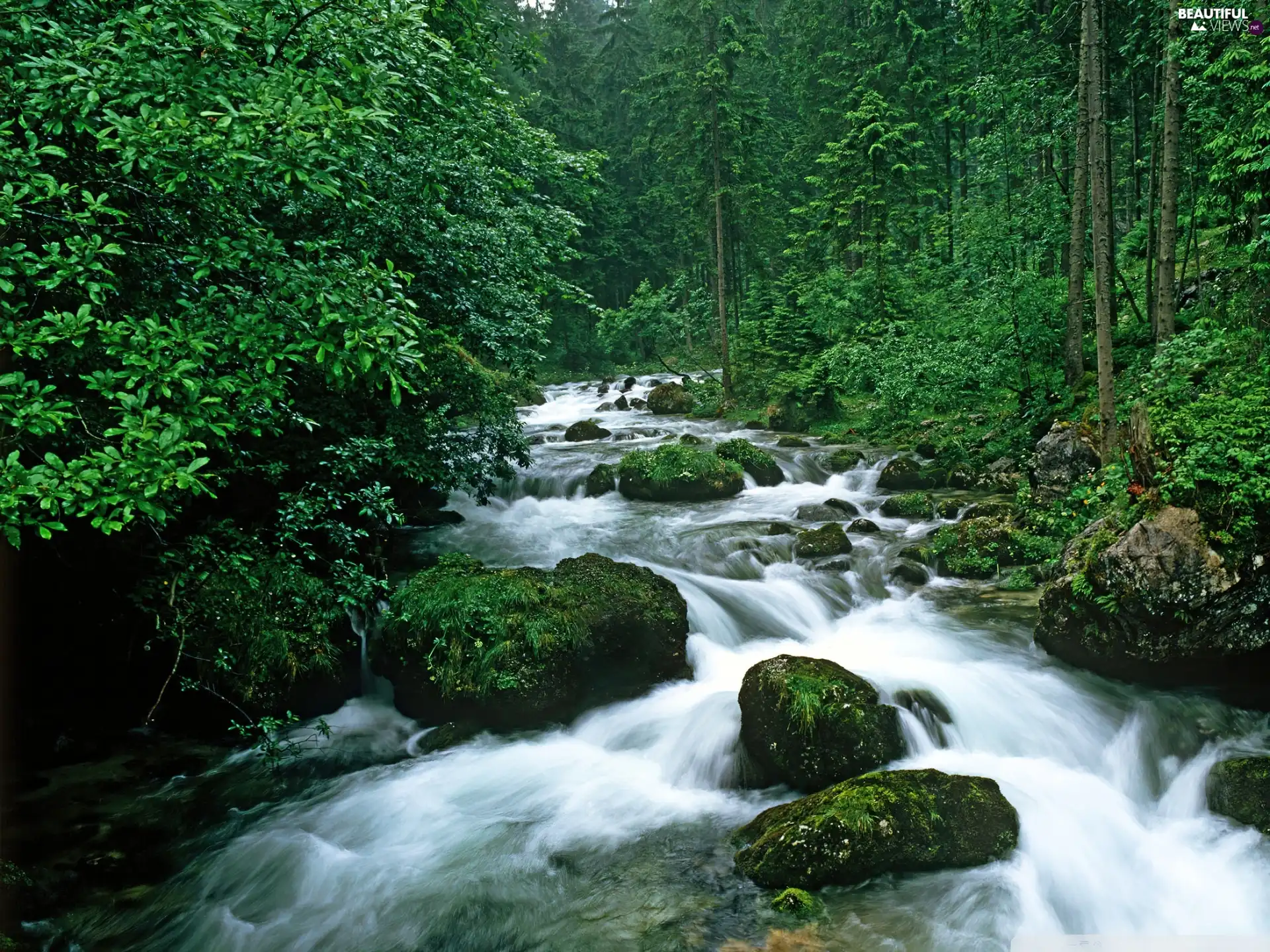 Stones, forest, River