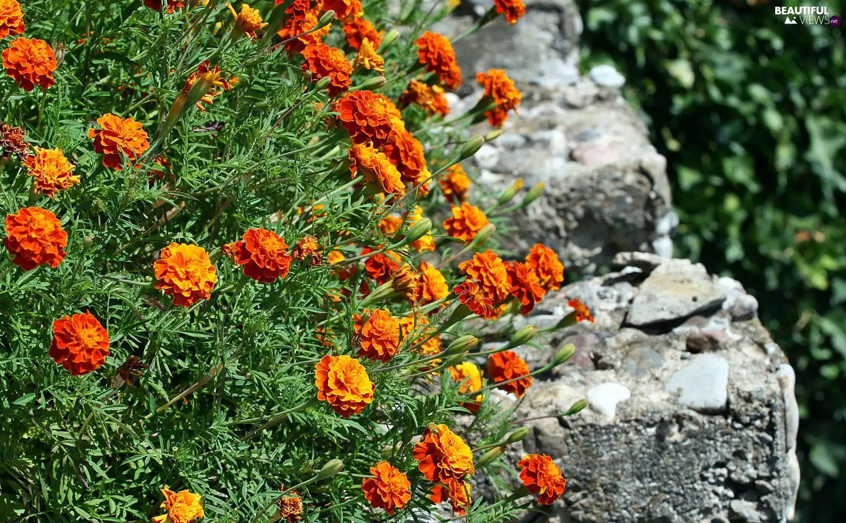 Tagetes, Stones