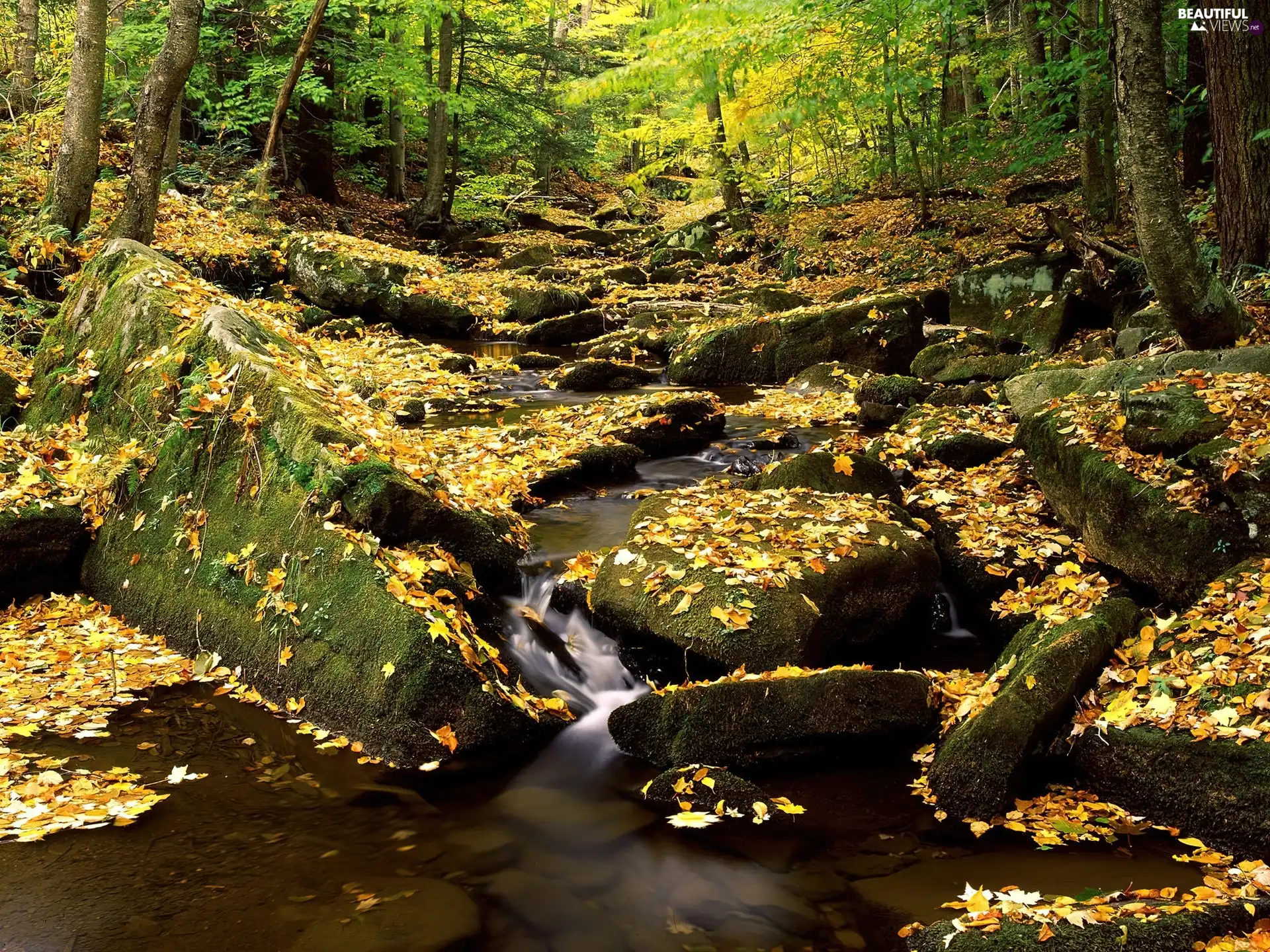 stream, autumn, forest