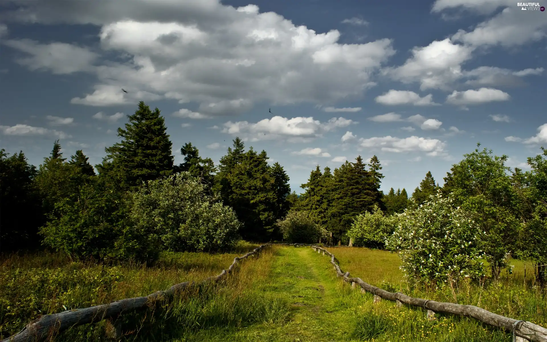 Path, forest, summer, Do