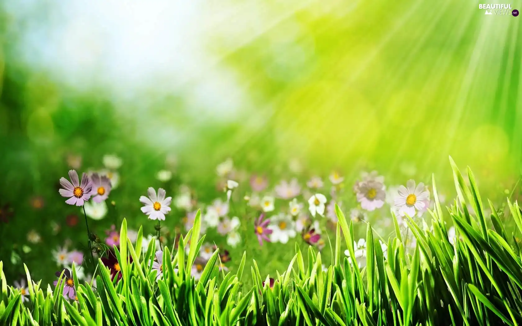 rays of the Sun, Cosmos, grass