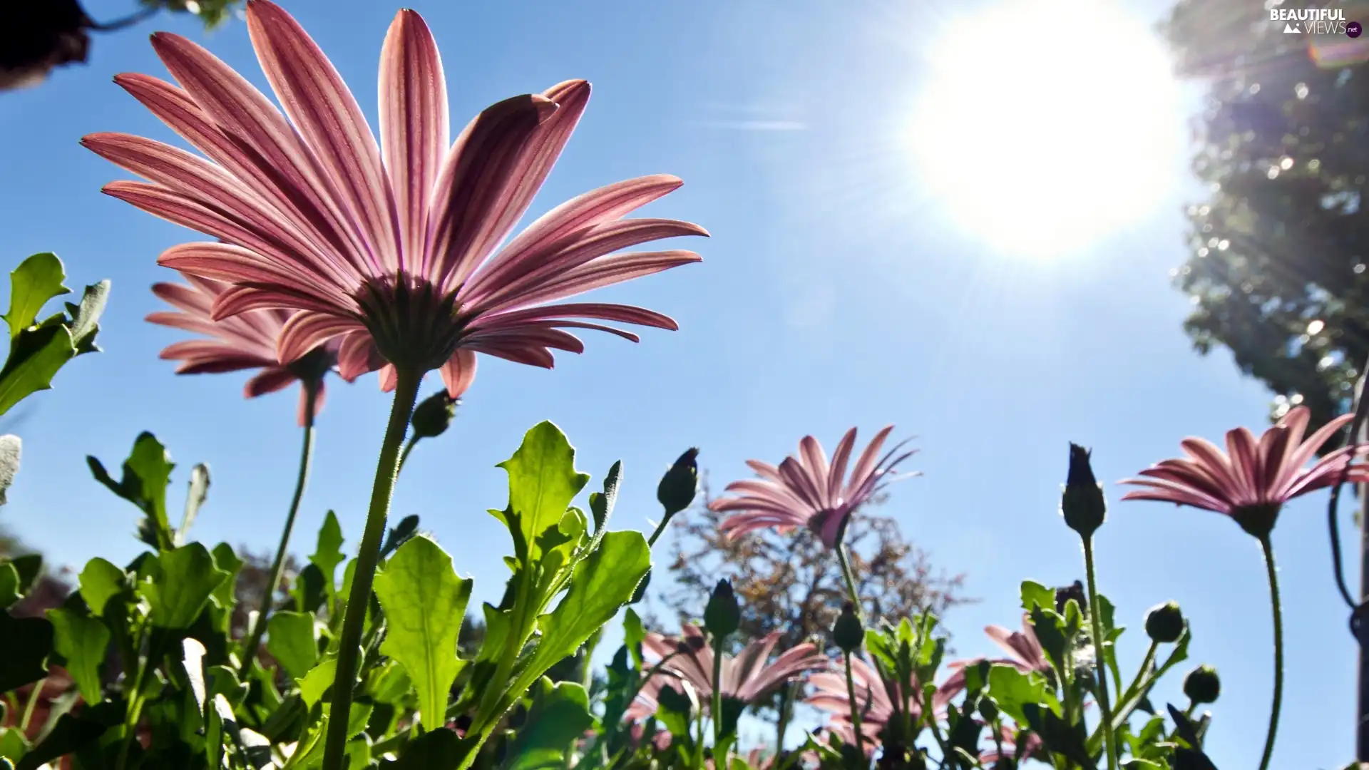 growing, Sky, sun, gerberas