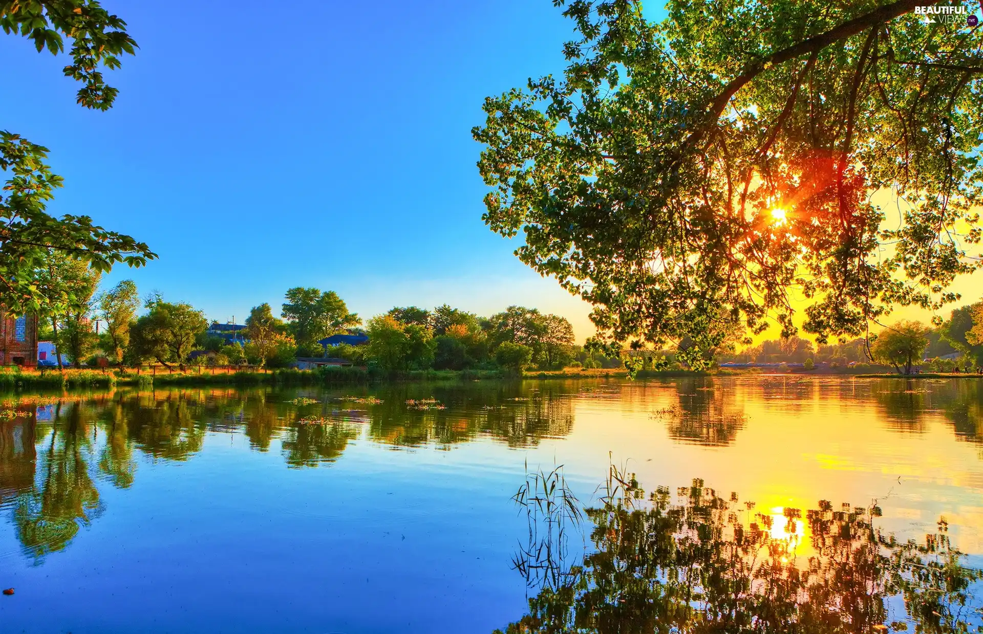 sun, trees, lake