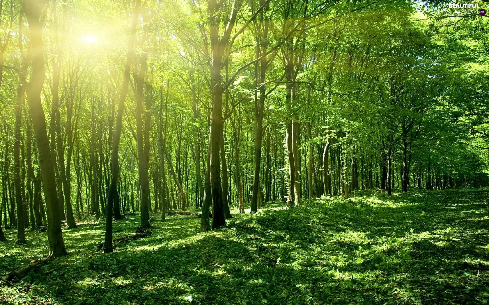 leaved, Przebijające, sun, forest