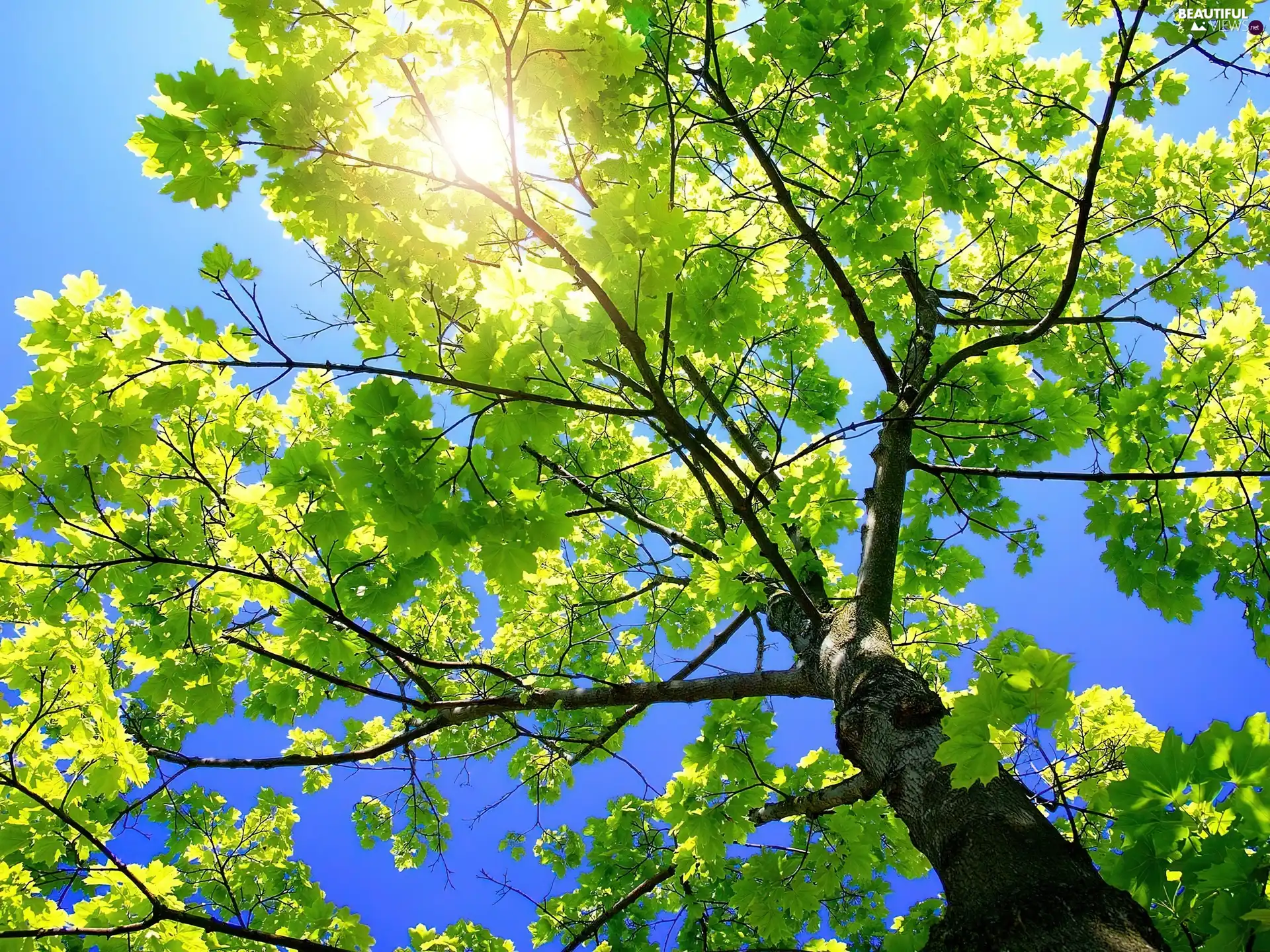 green ones, Przebijające, sun, trees