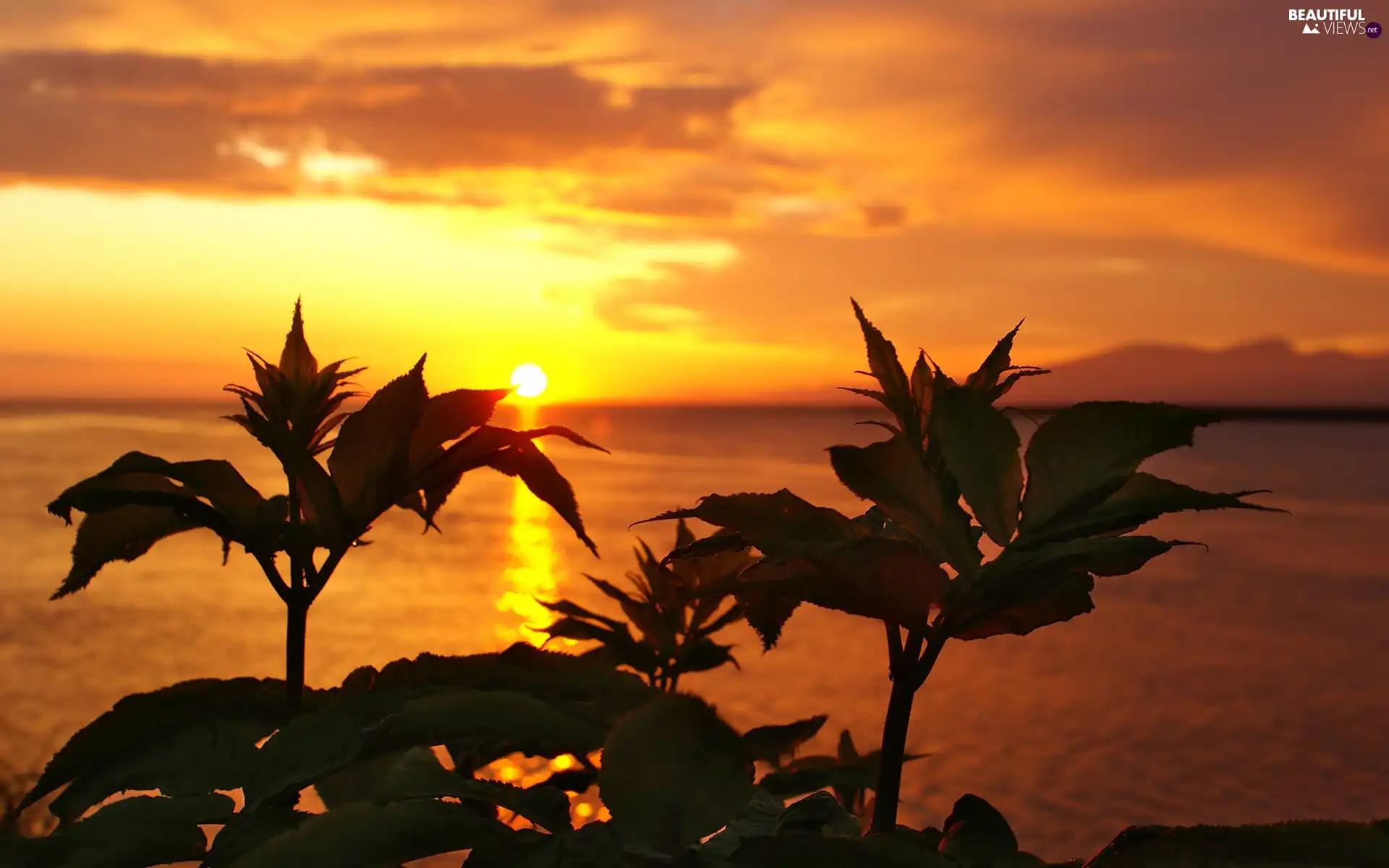 Plants, west, sun, sea