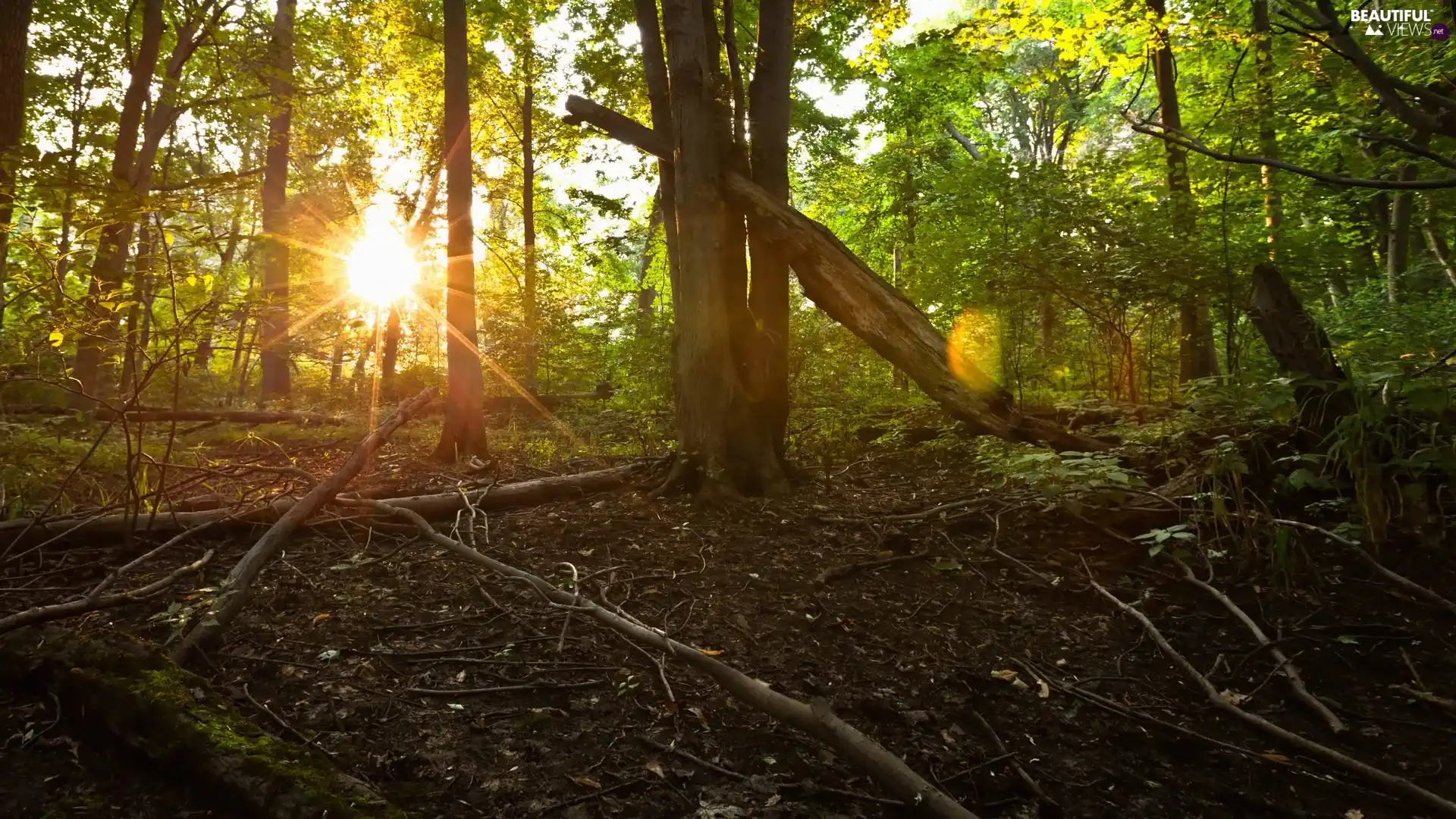 ligh, branch pics, flash, Przebijające, forest, sun, luminosity