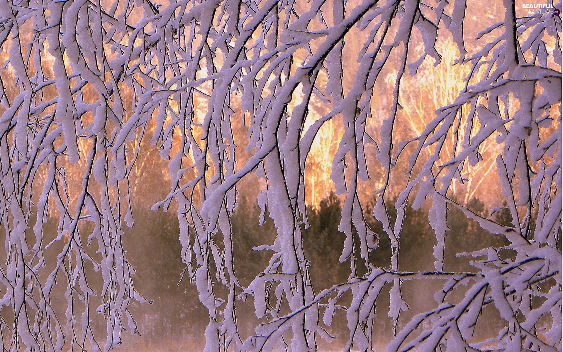 ligh, branch pics, flash, Przebijające, Snowy, sun, luminosity