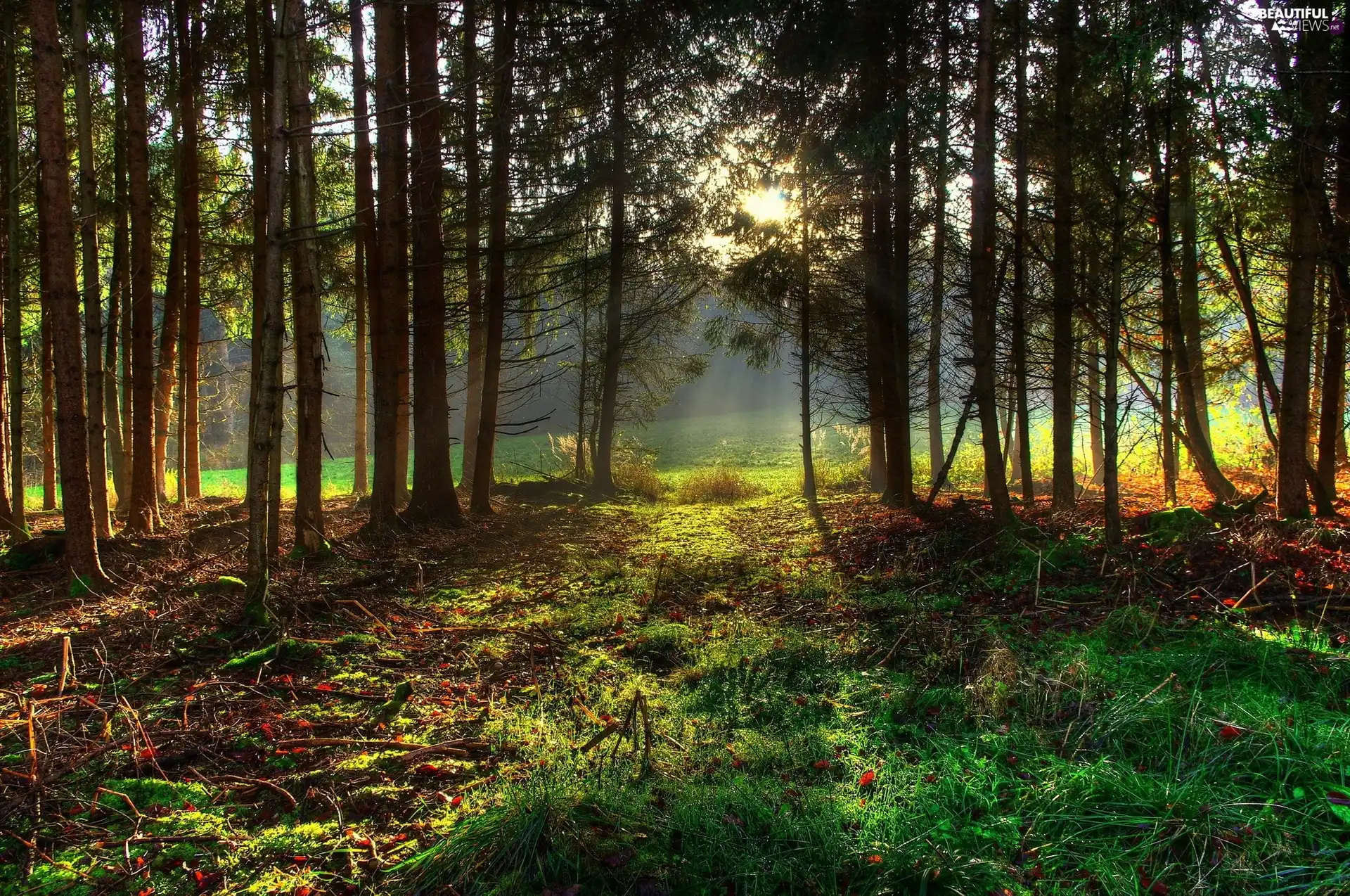 sun, forest, rays