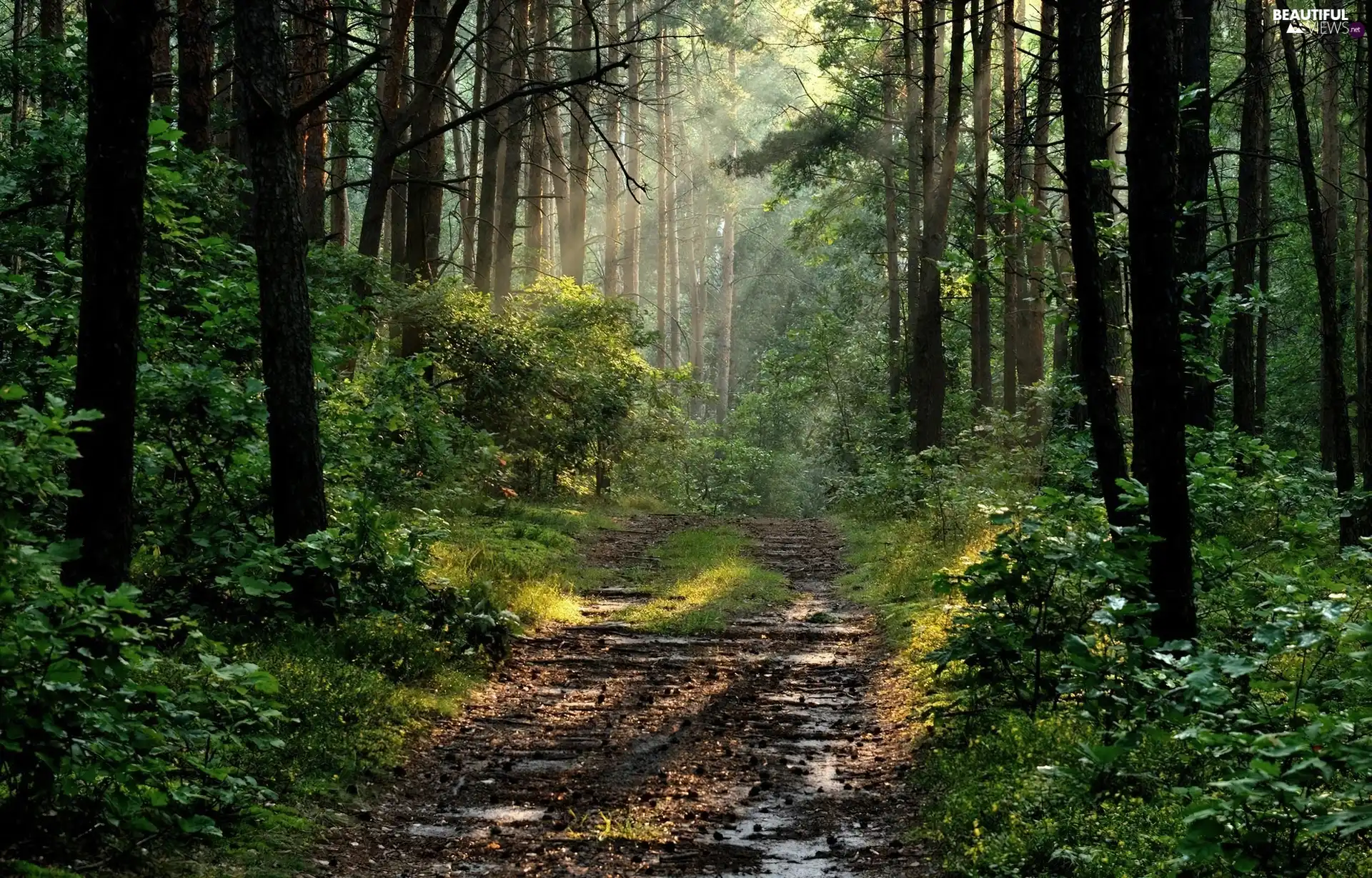 sun, forest, rays