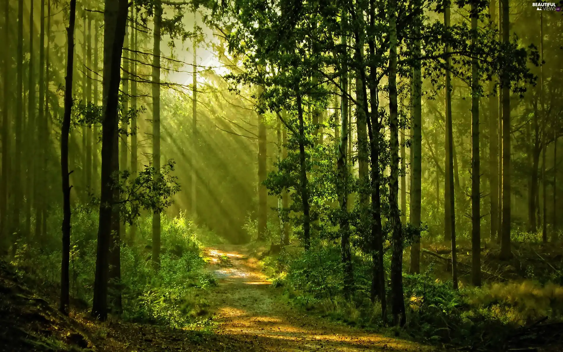 sun, forest, rays