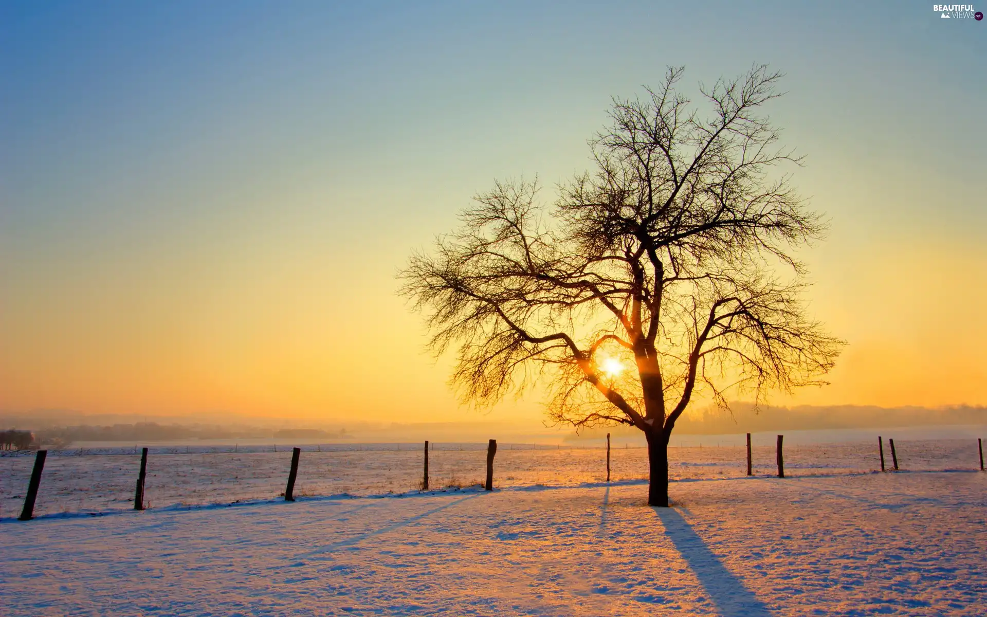 sun, Sky, trees, east, lonely