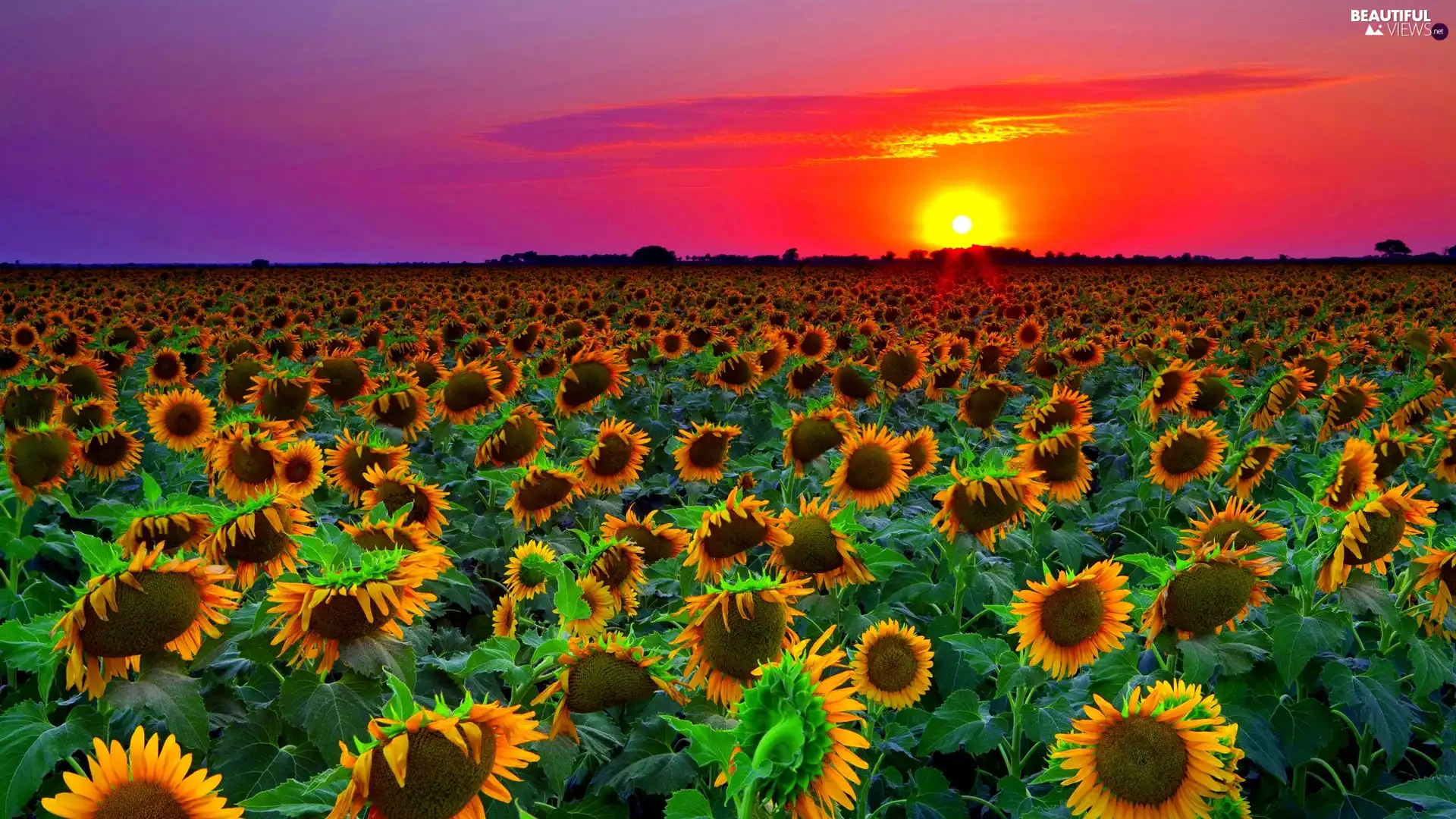 Nice sunflowers, west, sun