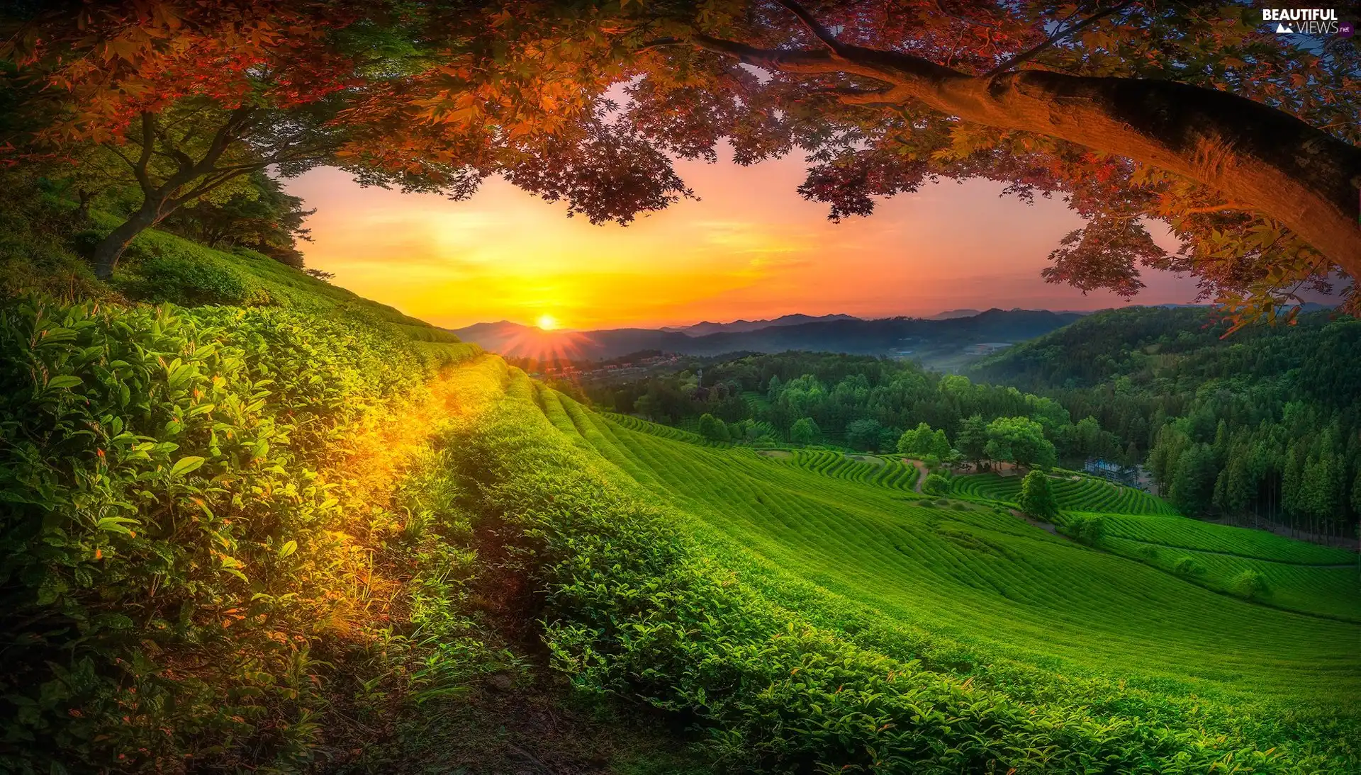 rays of the Sun, Meadow, trees, field