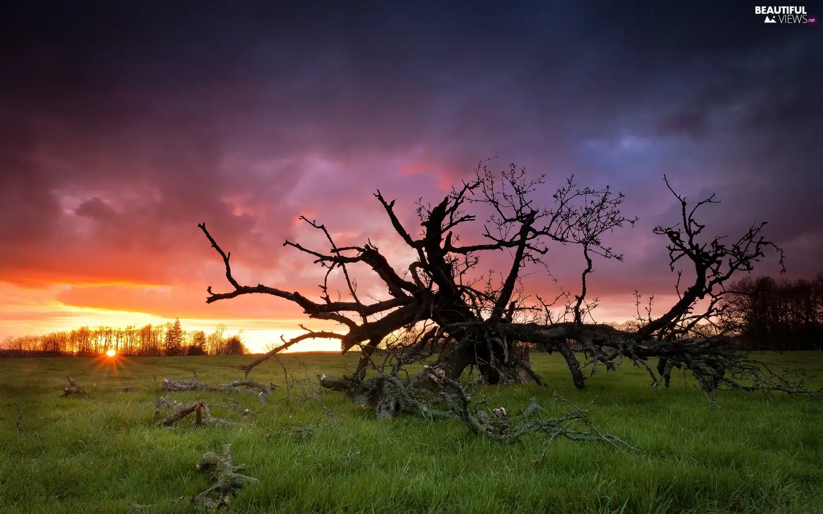 trees, west, sun, clouds