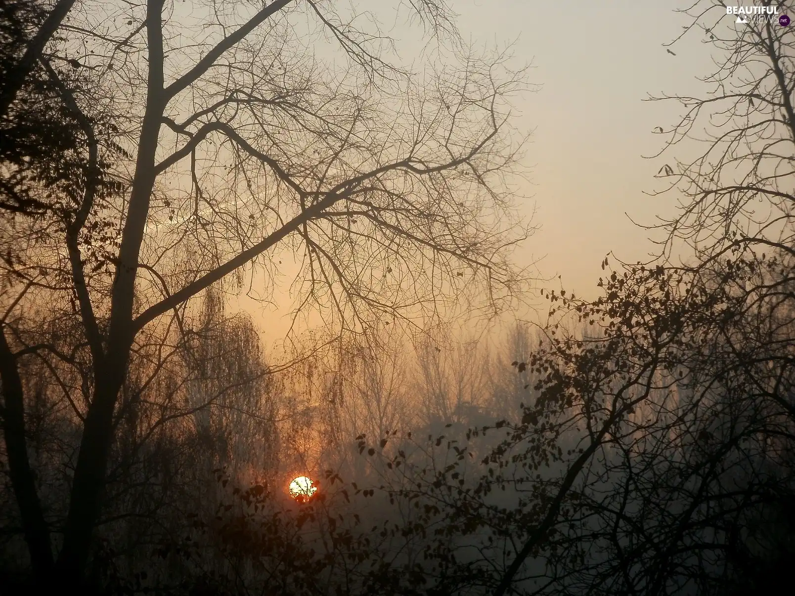 trees, west, sun, viewes