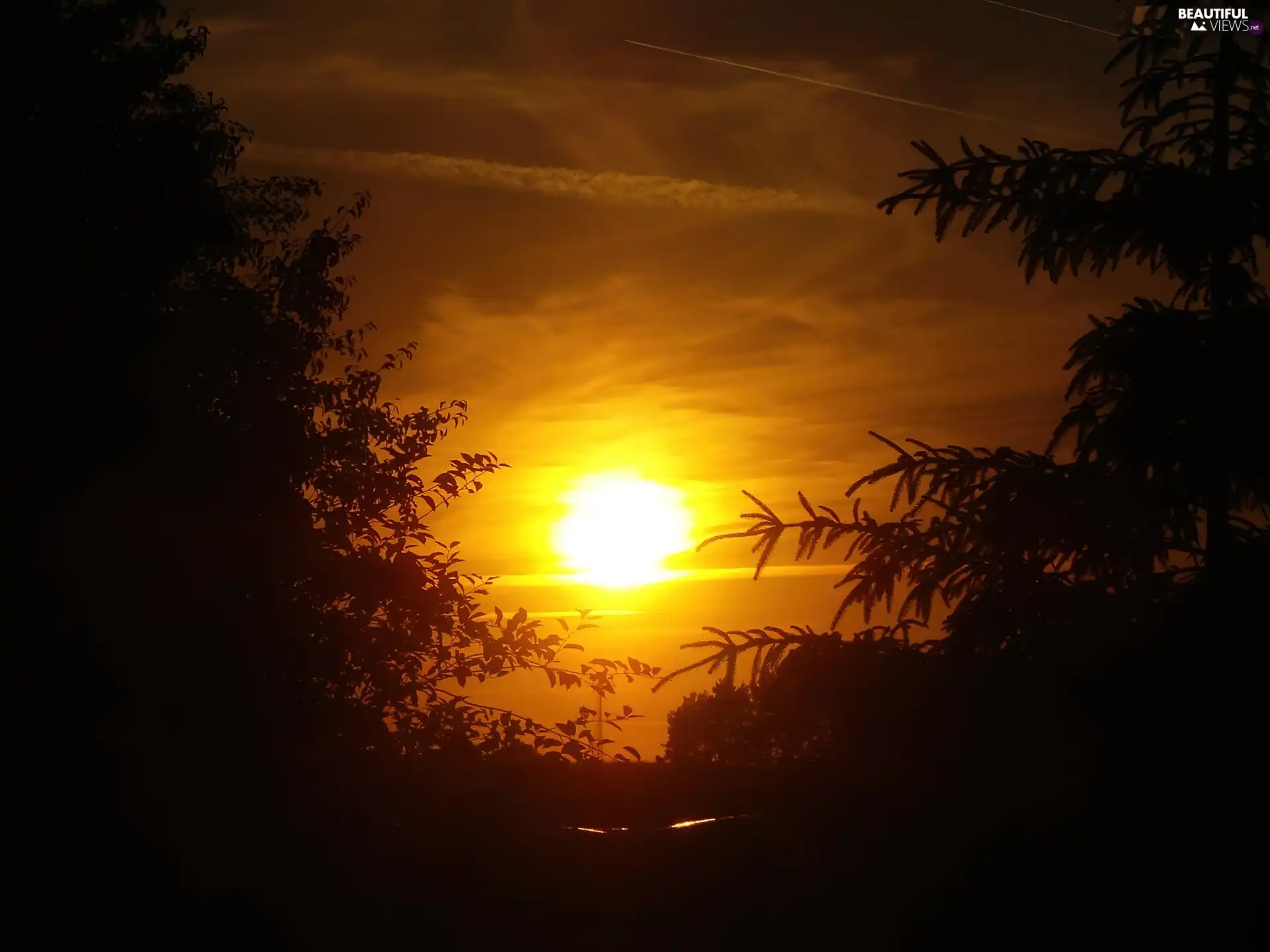 trees, west, sun, viewes