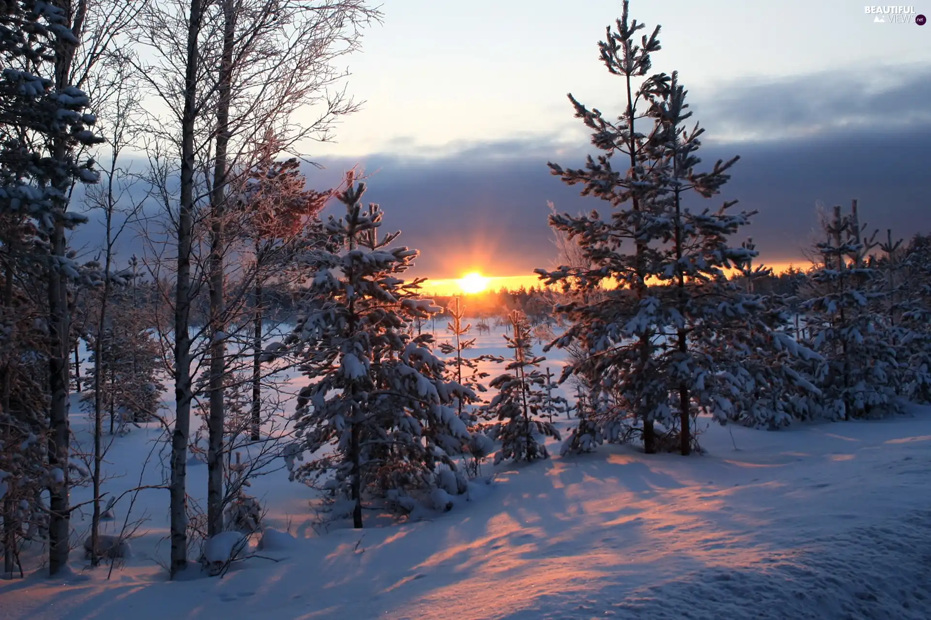 sun, winter, field, west, woods