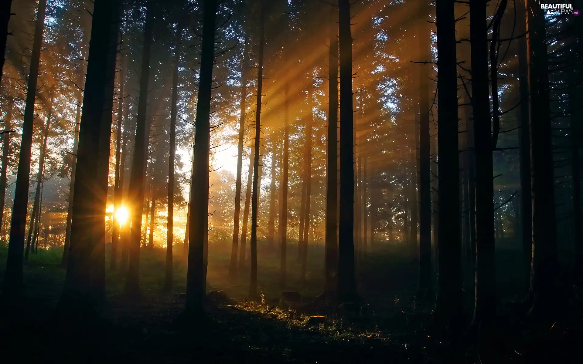 sunny, forest, rays