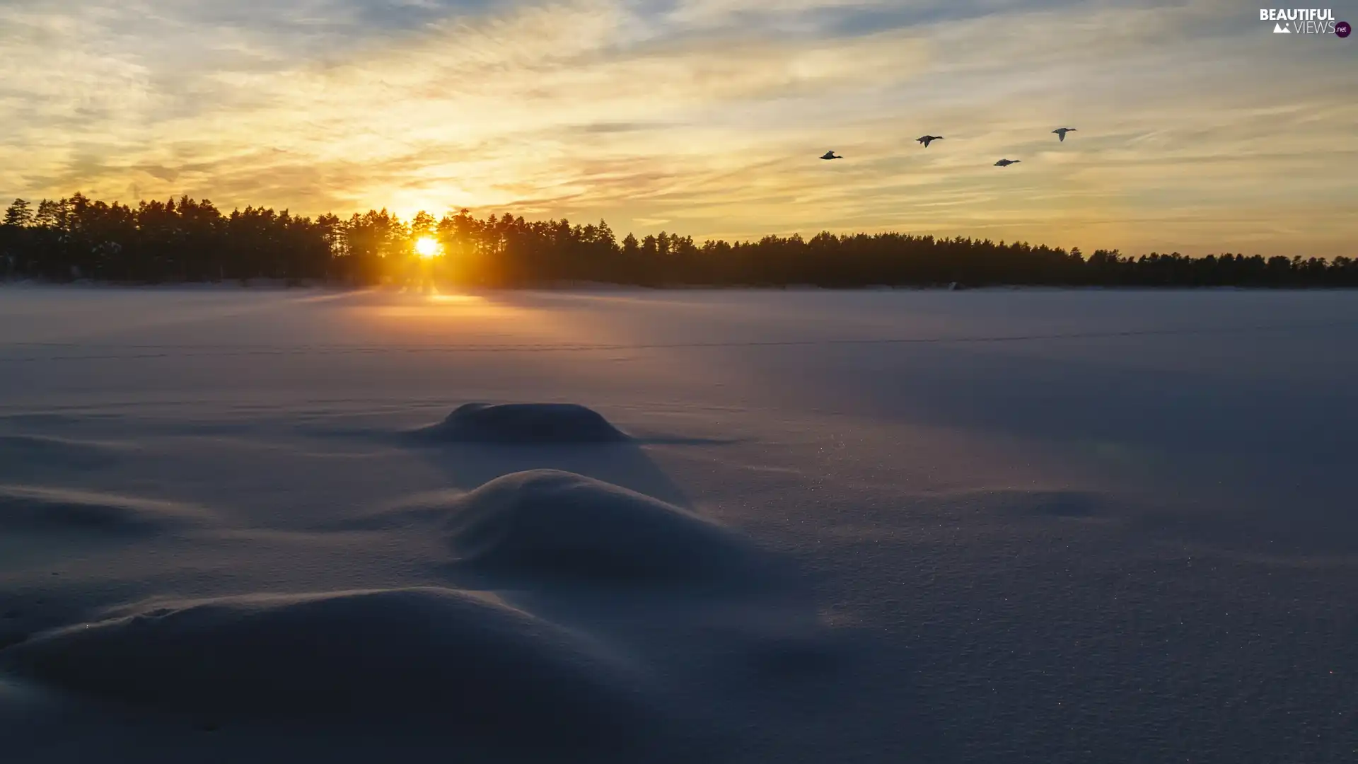 birds, Sunrise, forest, Field, winter