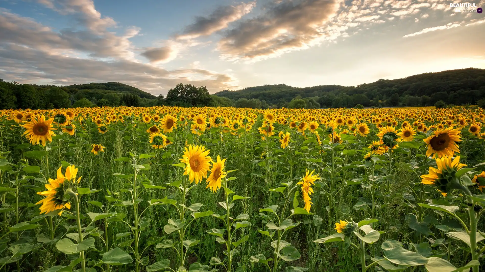 trees, Nice sunflowers, Sunrise, clouds, viewes, Field