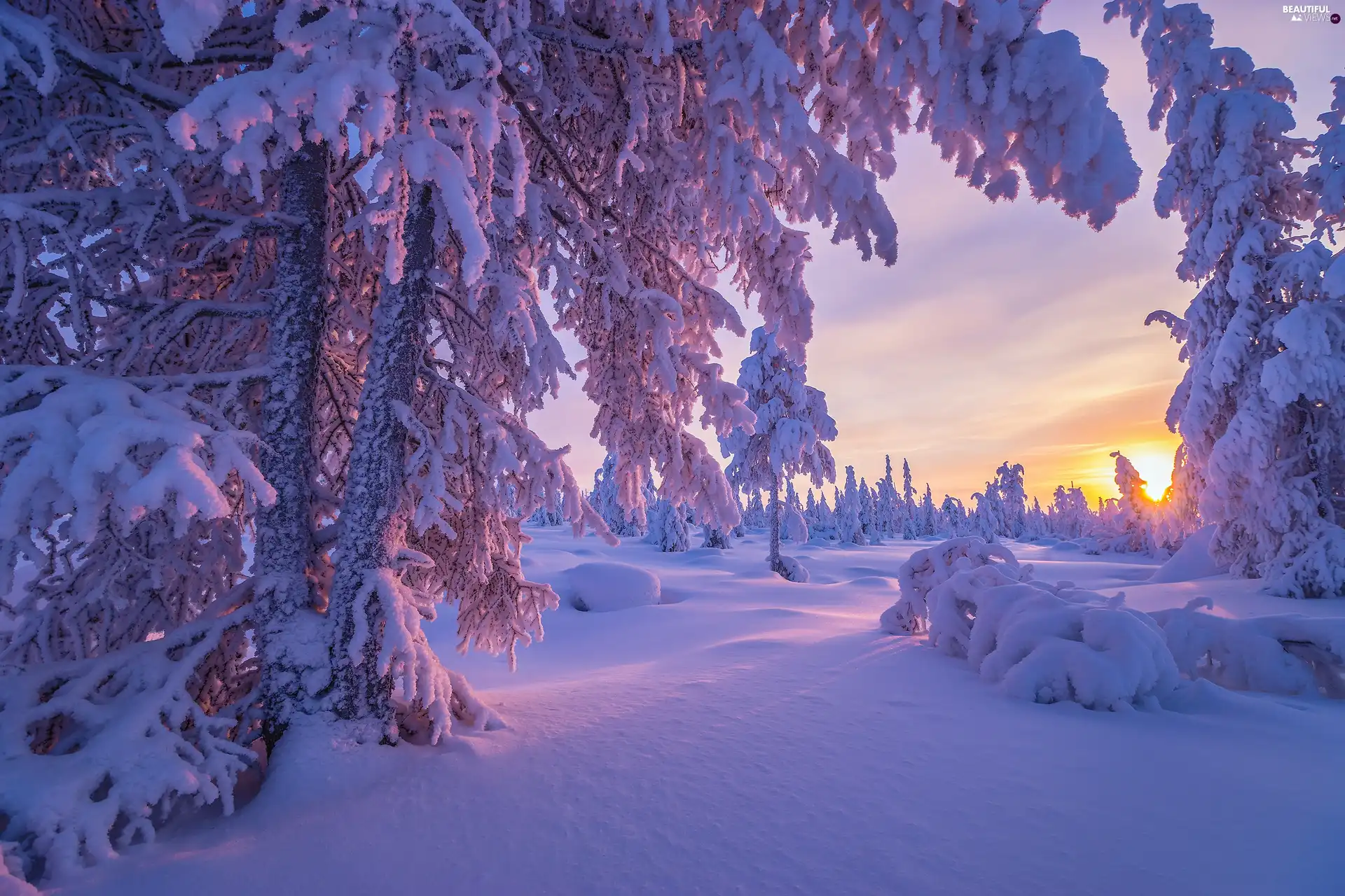 trees, forest, Great Sunsets, winter, viewes, snowy