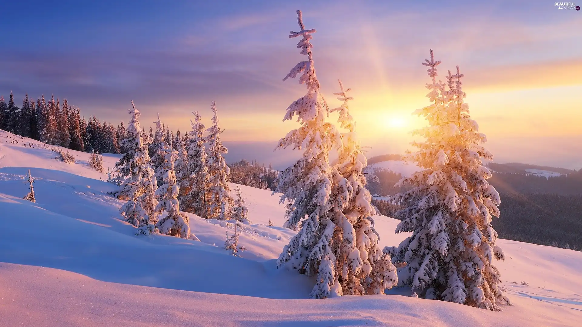 Great Sunsets, The Hills, Snowy, Spruces, winter - Beautiful views ...