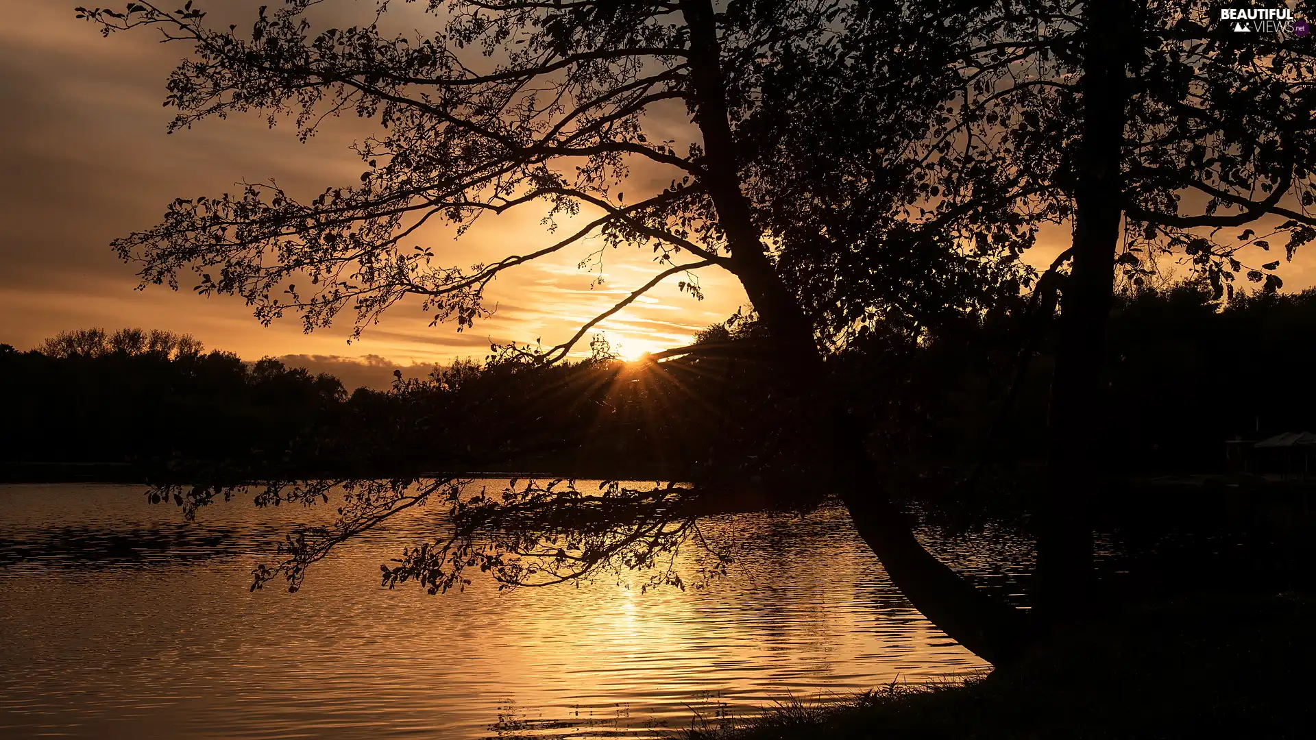 viewes, branch pics, Pond - car, trees, Great Sunsets