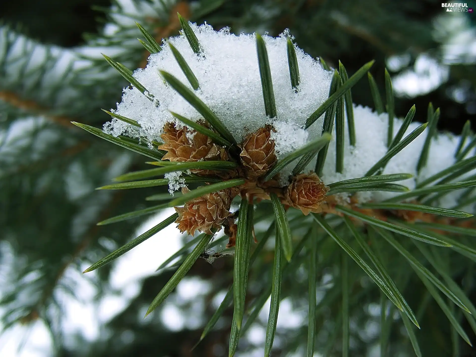 needles, twig, Swierk, A snow-covered