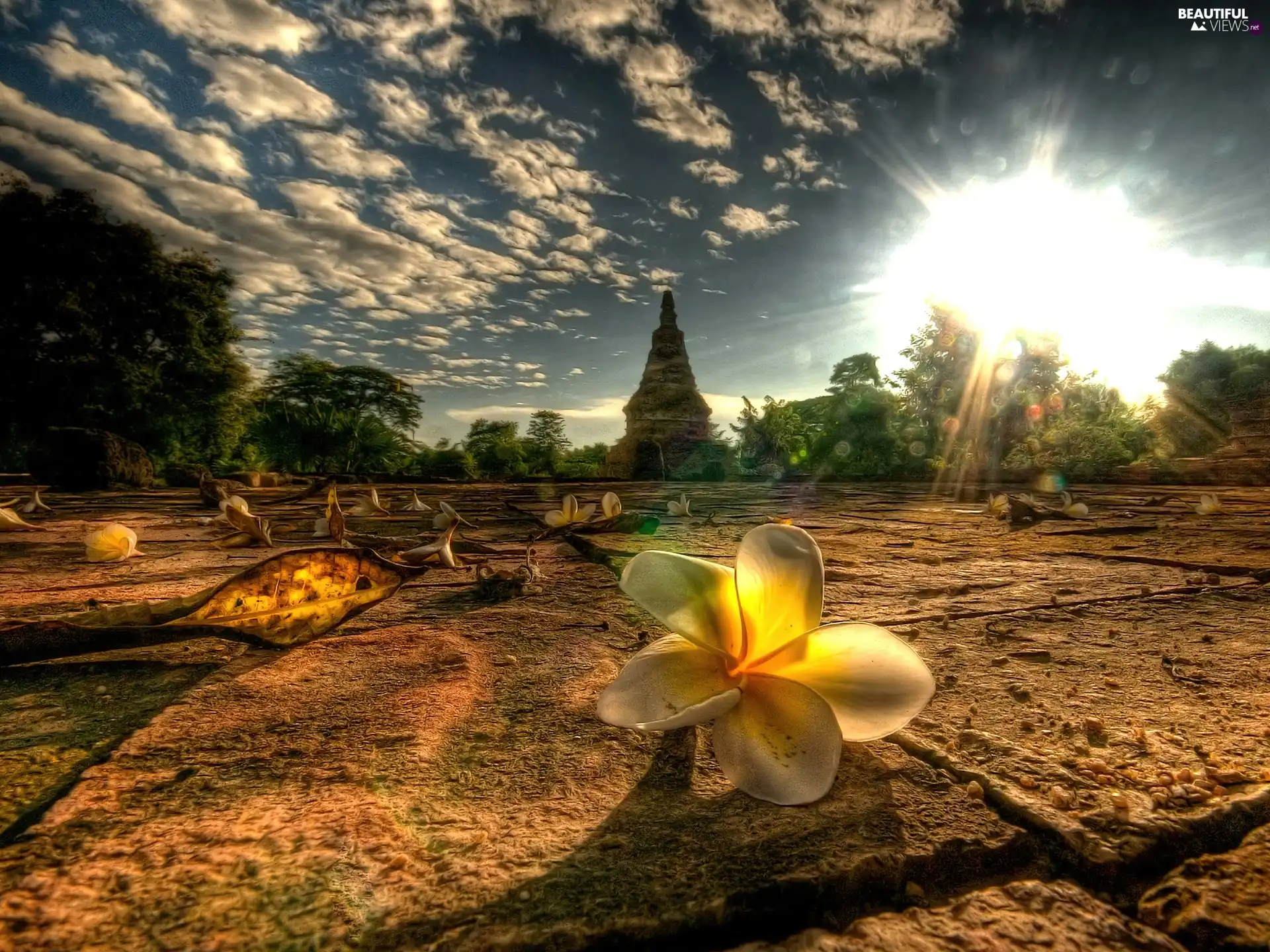 Colourfull Flowers, Chiang Mai Province, Thailand