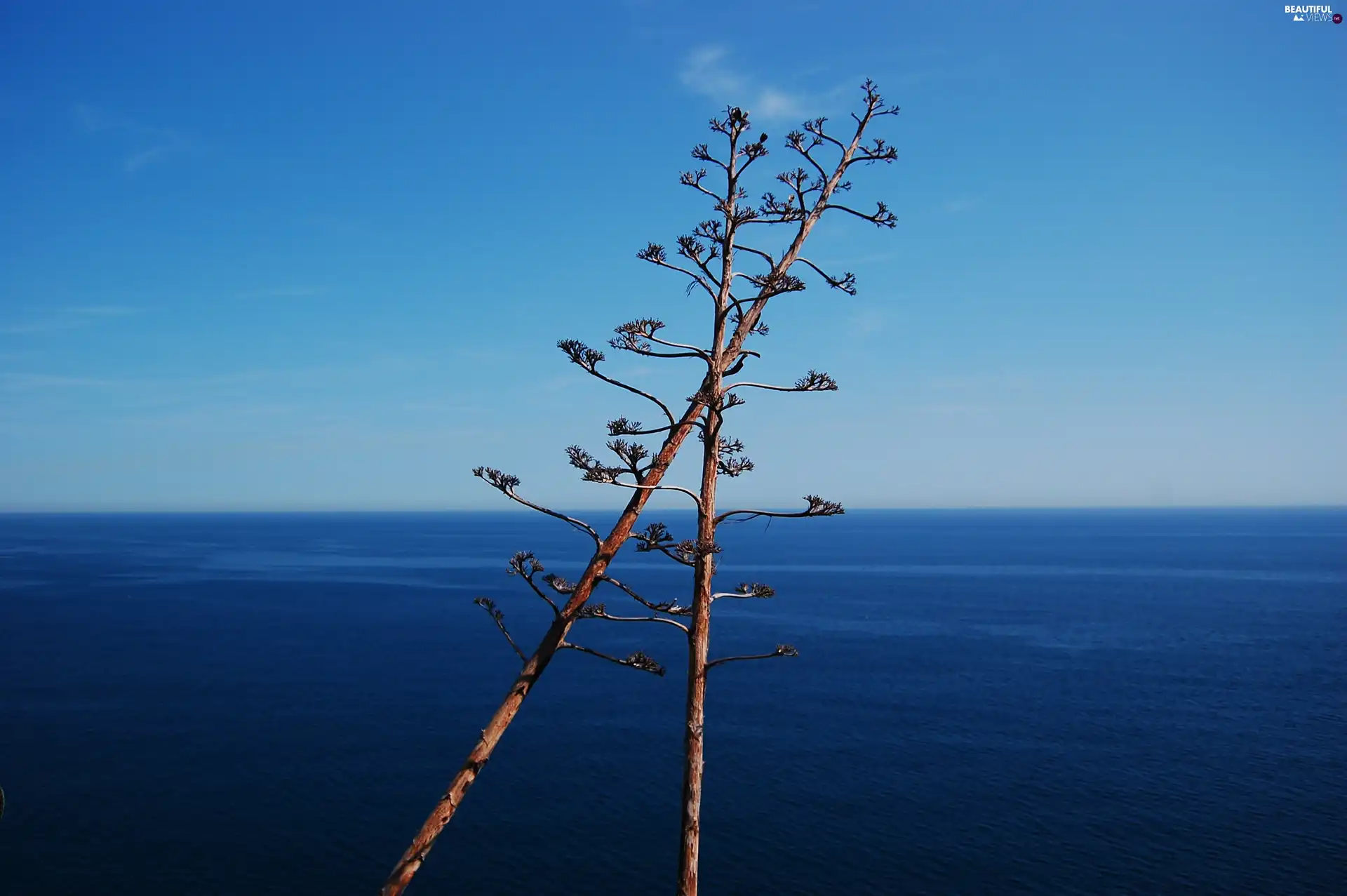 Flowers, agave, Costa Brava, Tossa de Mar, Spain