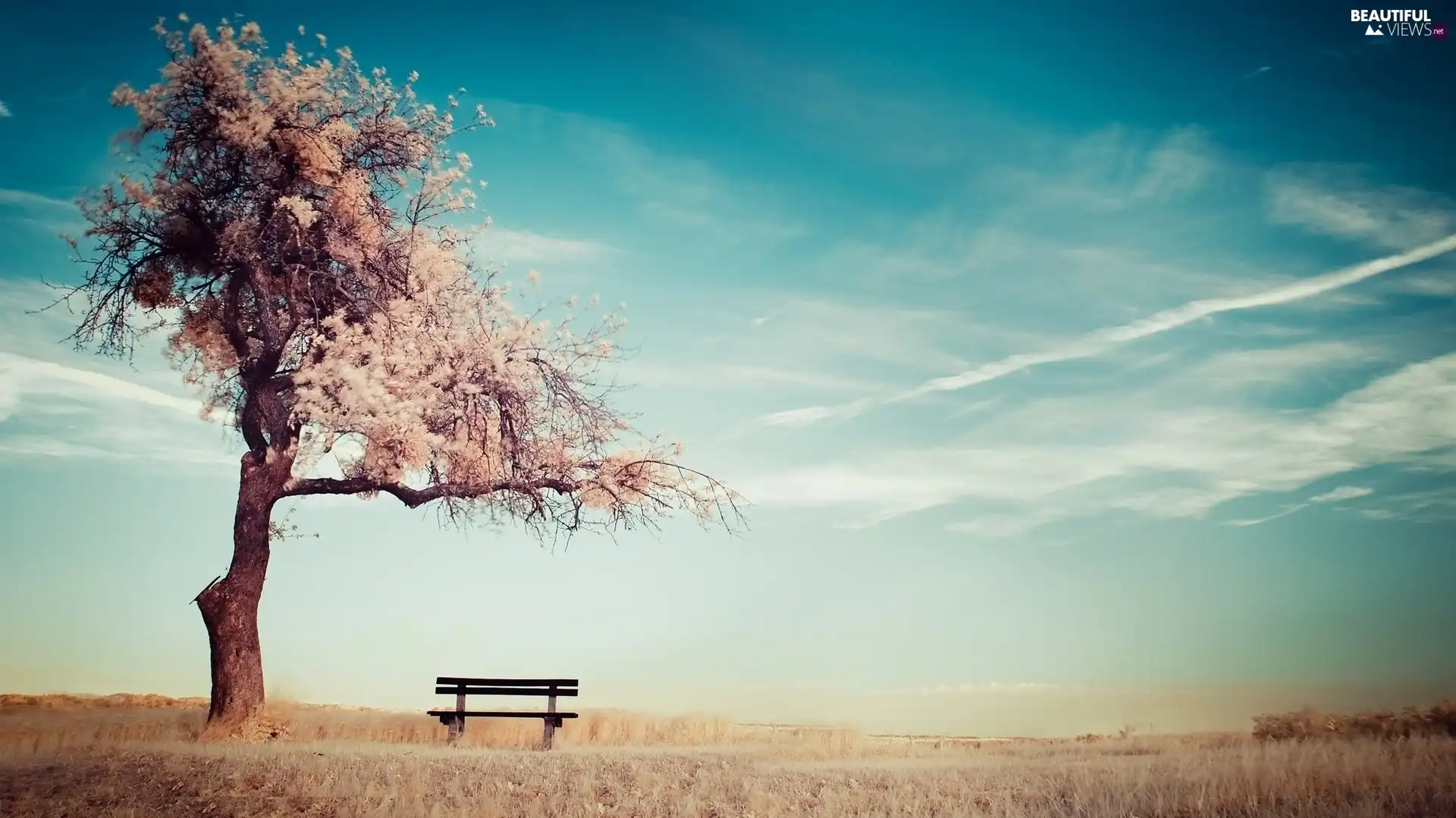 Tree, Bench, under