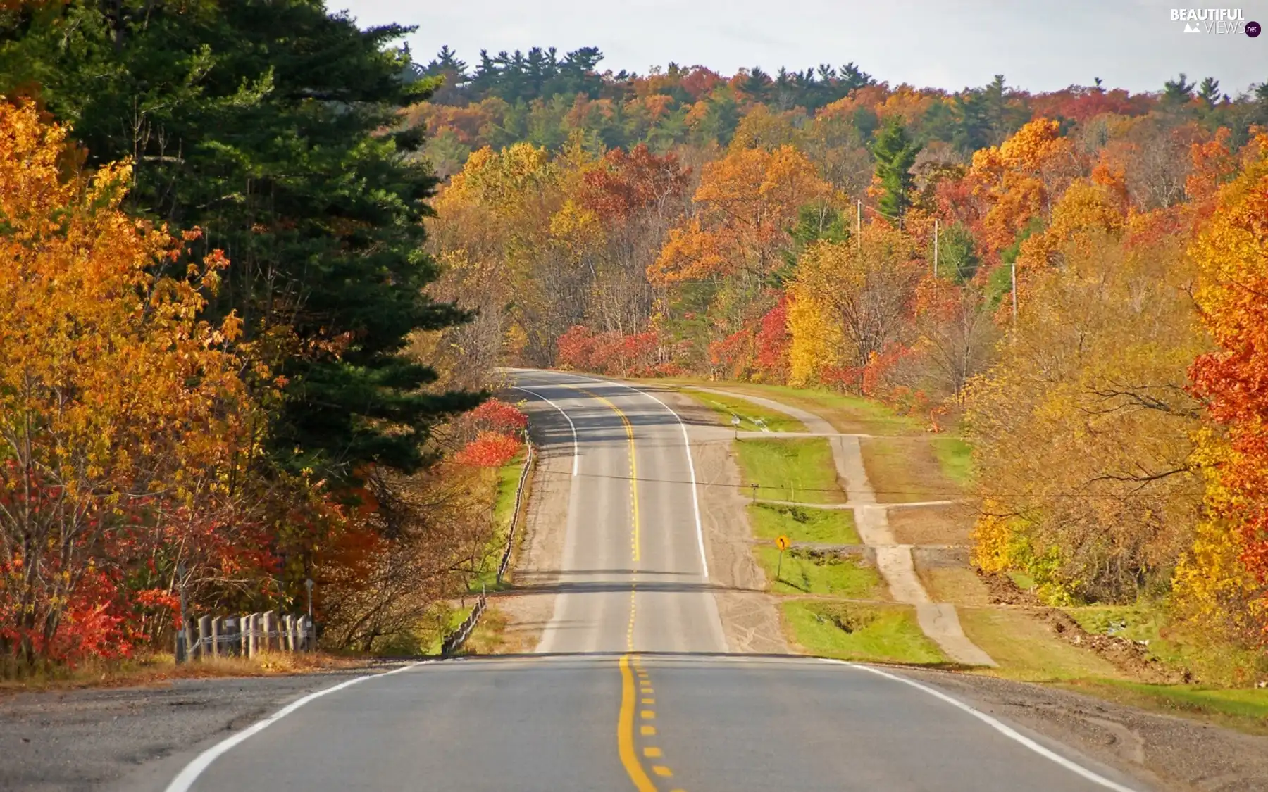 trees, Way, among