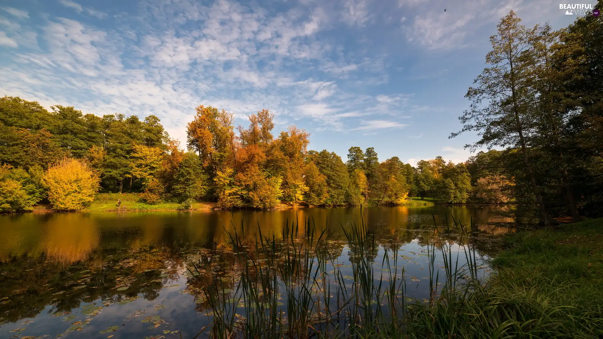 Pond - car, grass, trees, viewes, autumn