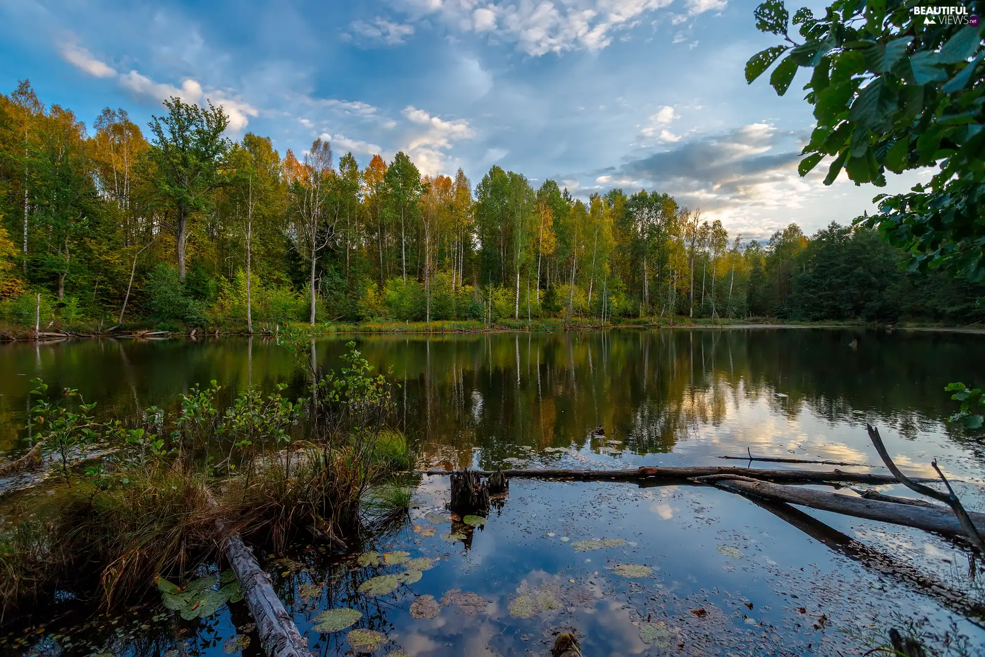 trees, lake, Plants, Lod on the beach, viewes, forest